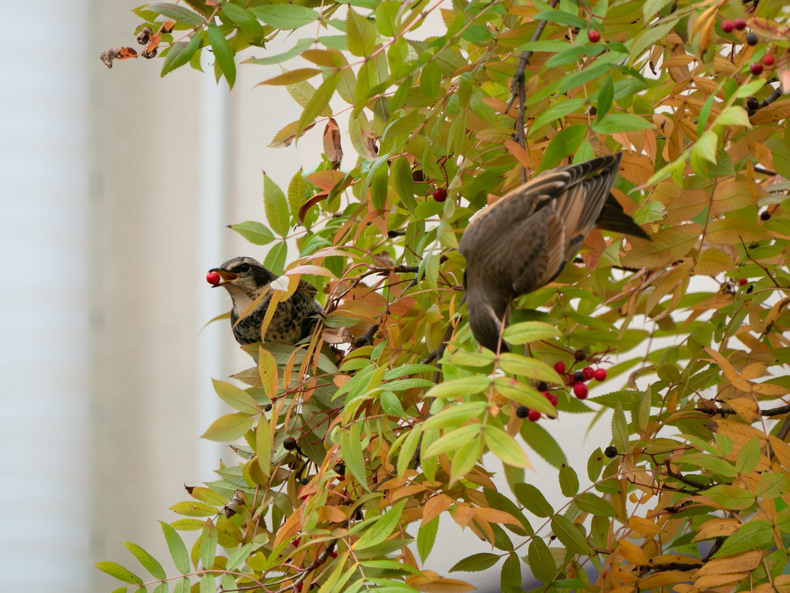 Dua burung memakan buah merah di antara daun berwarna musim gugur