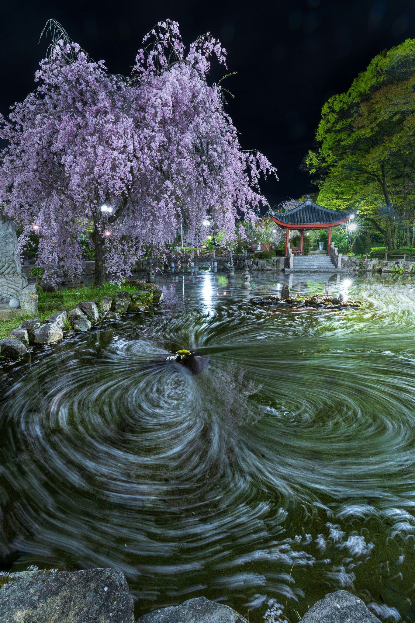 花筏のように水面に広がる波紋と夜のしだれ桜、灯りのある庭の池