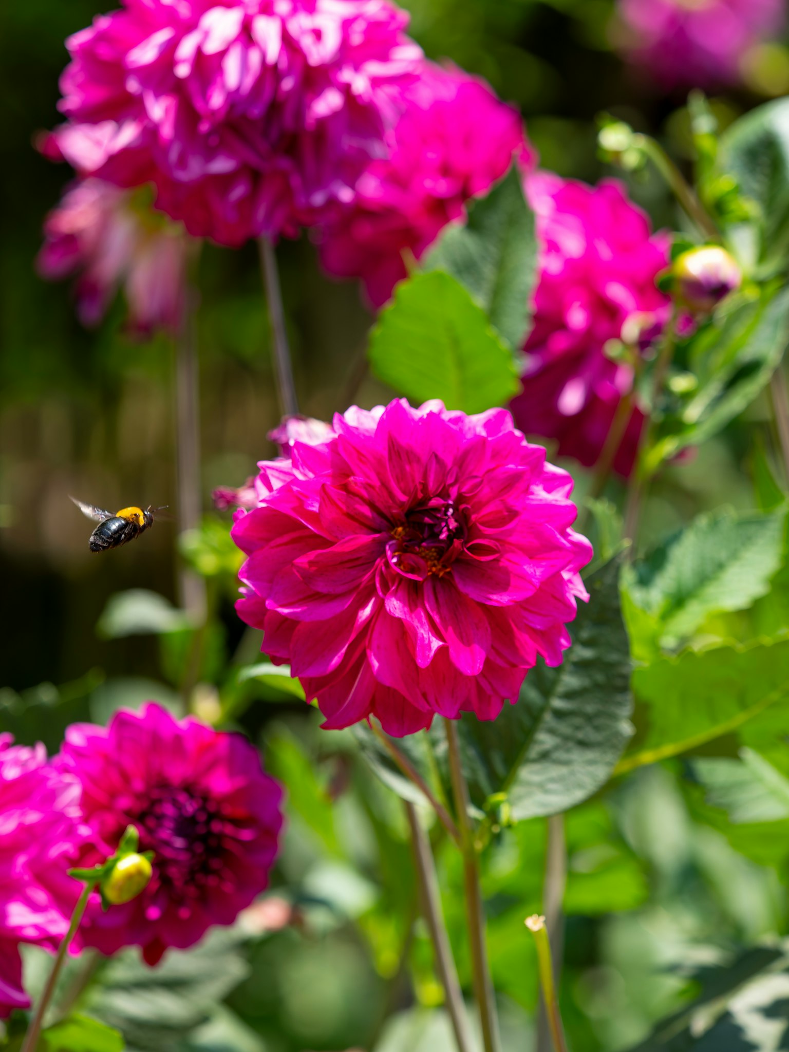 Lebendige pinke Dahlienblüten in einem Garten