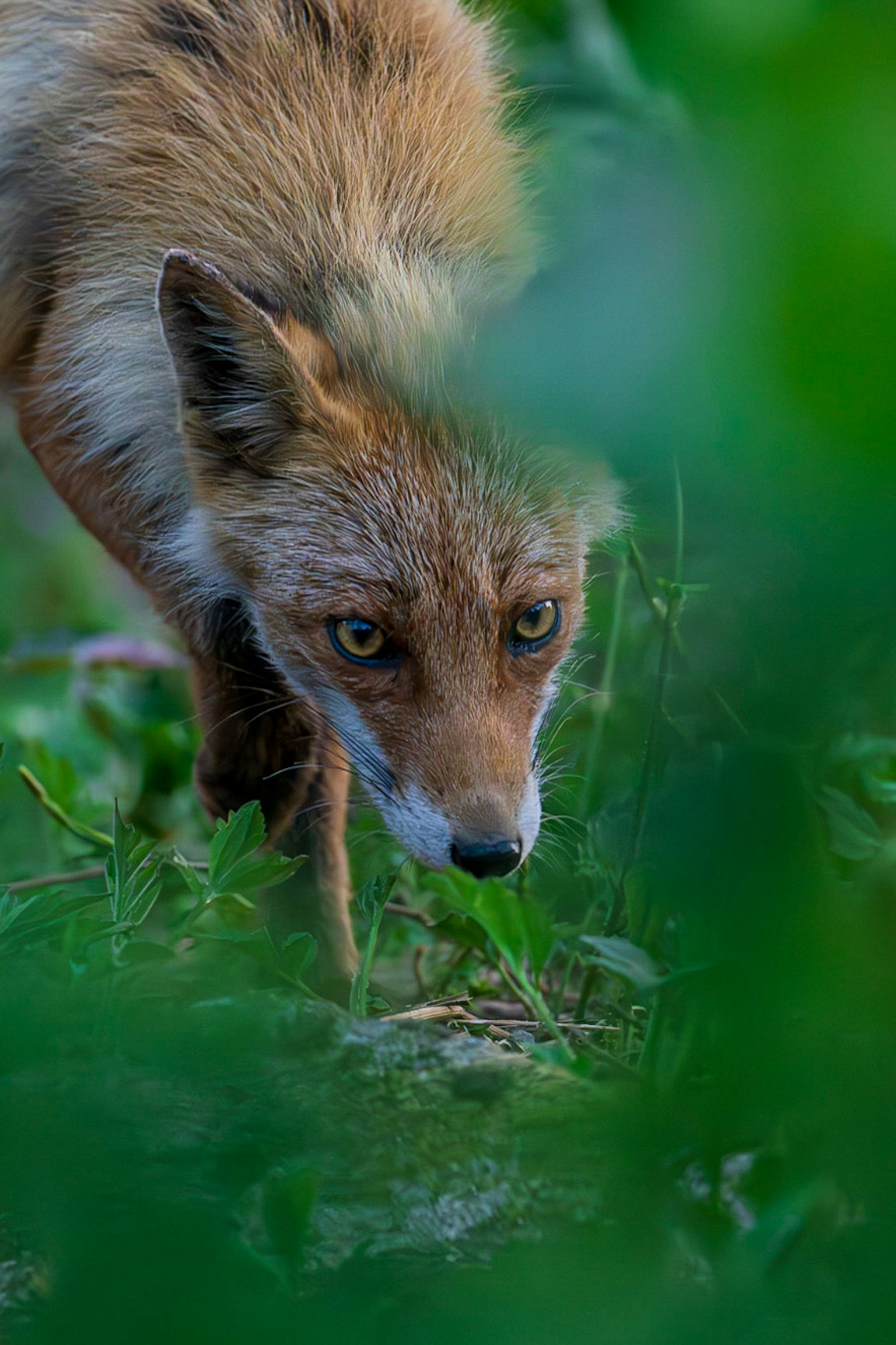 Close-up image of a fox walking through greenery