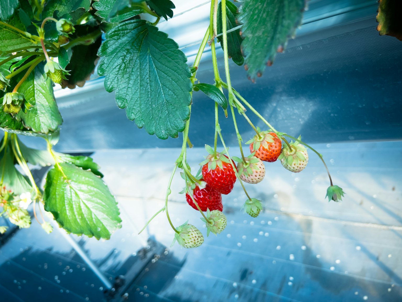 Photo de fraises rouges suspendues parmi des feuilles vertes