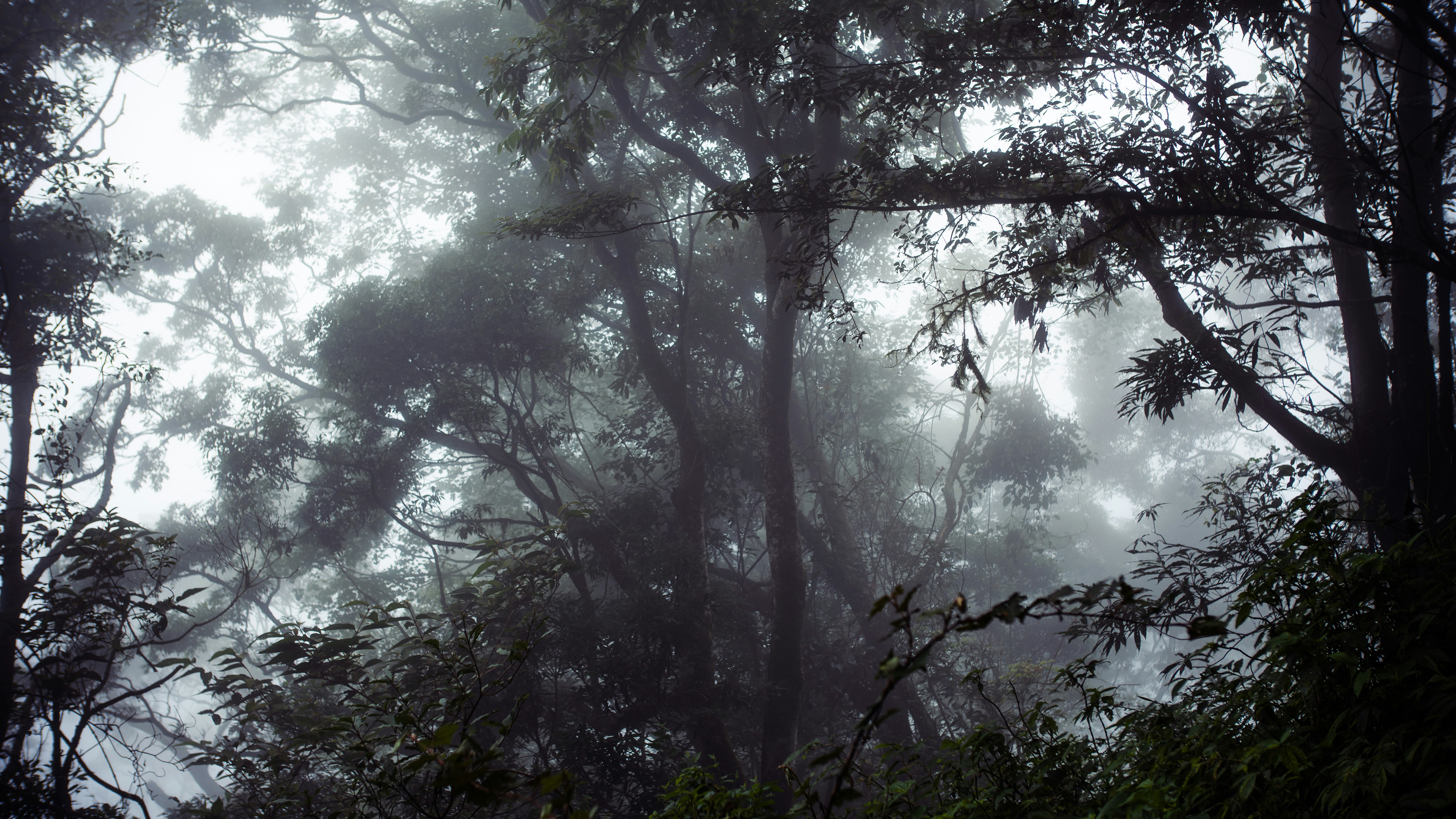 misty forest landscape with layered trees