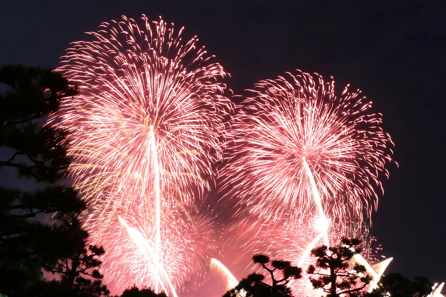 Beautiful pink fireworks bursting in the night sky with tree silhouettes