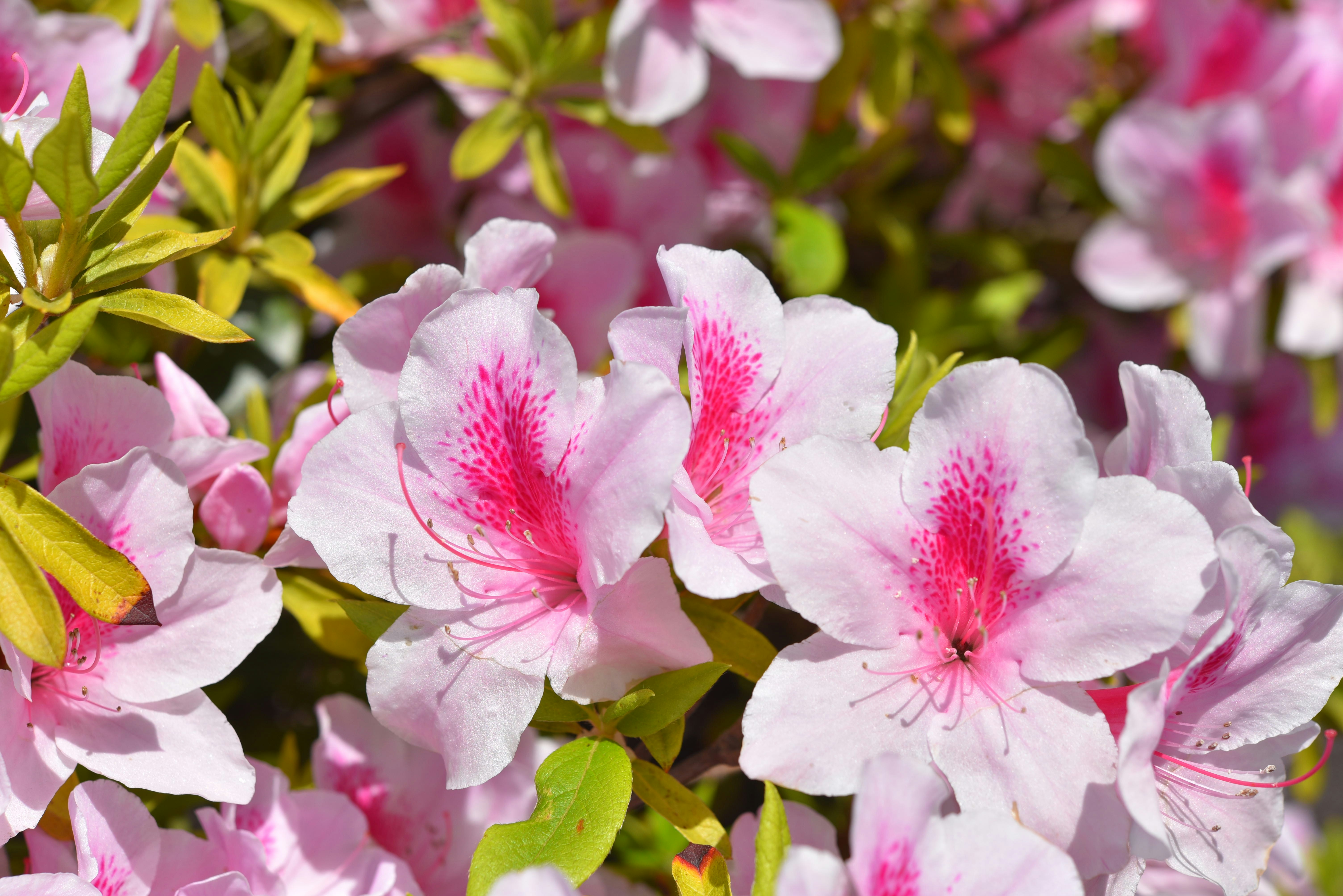 ピンクのツツジが咲き誇る花のクローズアップ