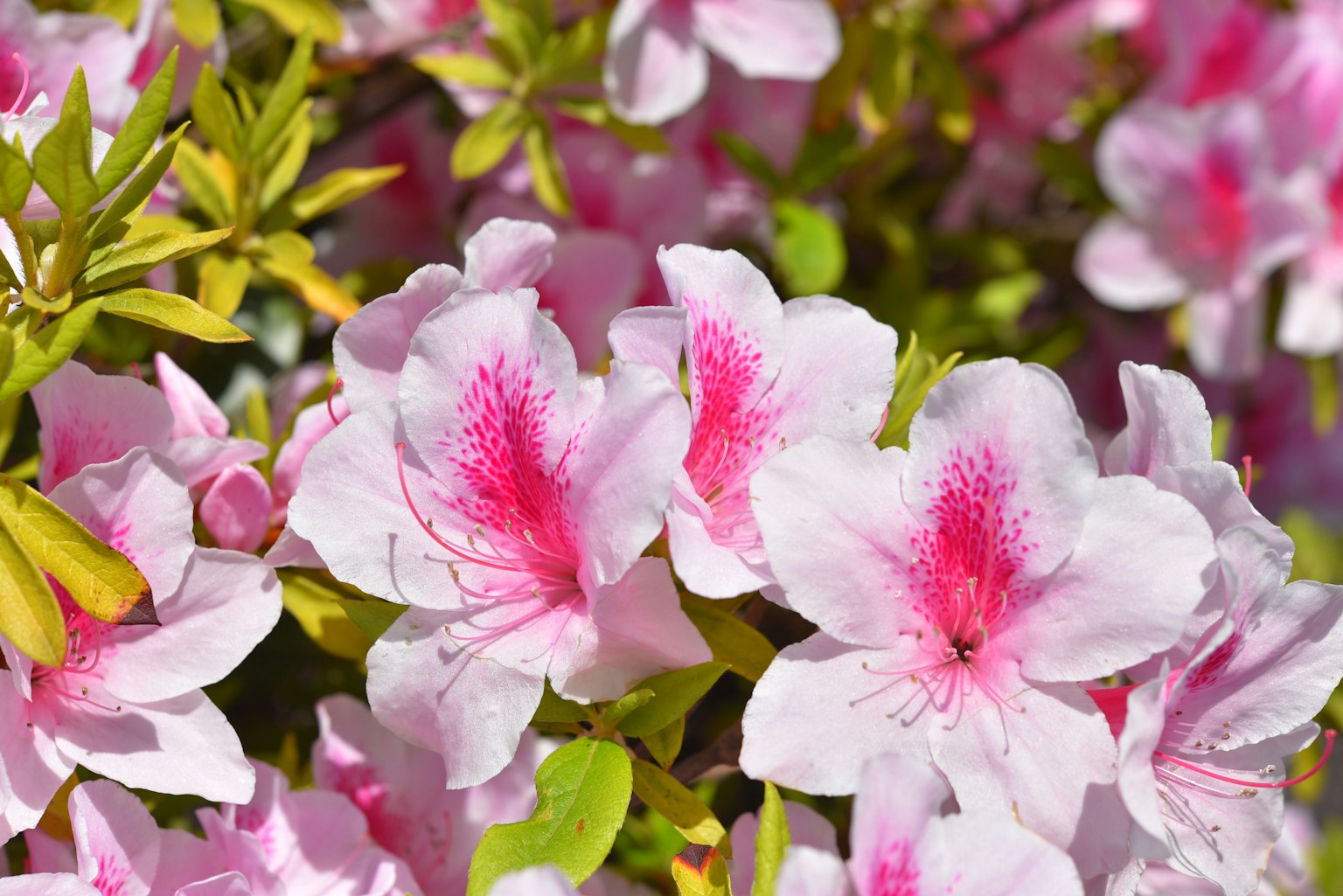 Primer plano de flores de azalea rosa rodeadas de hojas verdes
