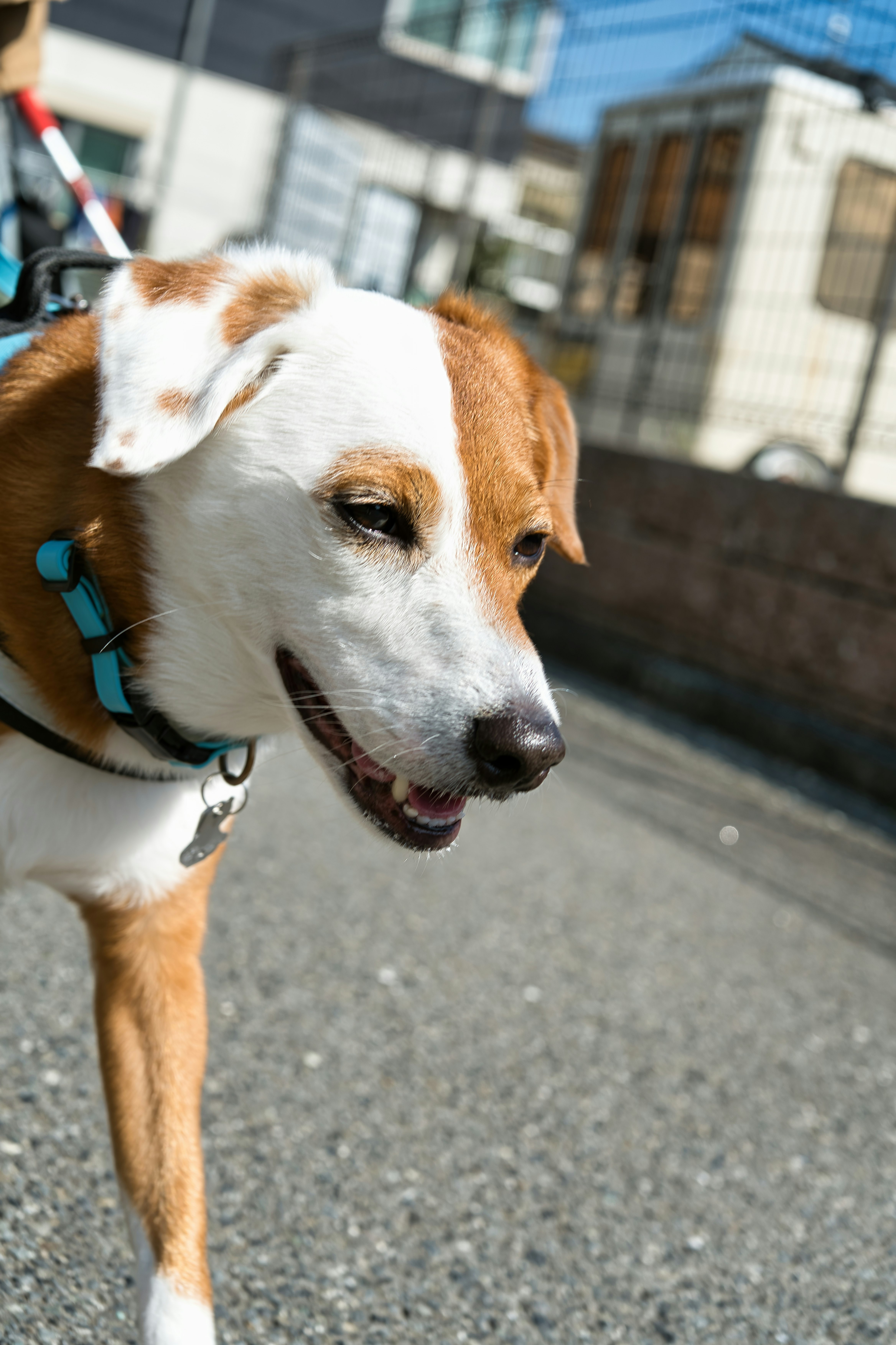 首輪をした犬が路上で振り向く