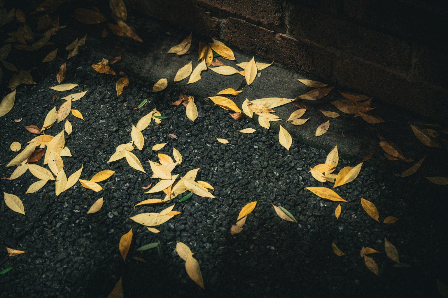 暗い背景に散らばった黄色い葉
