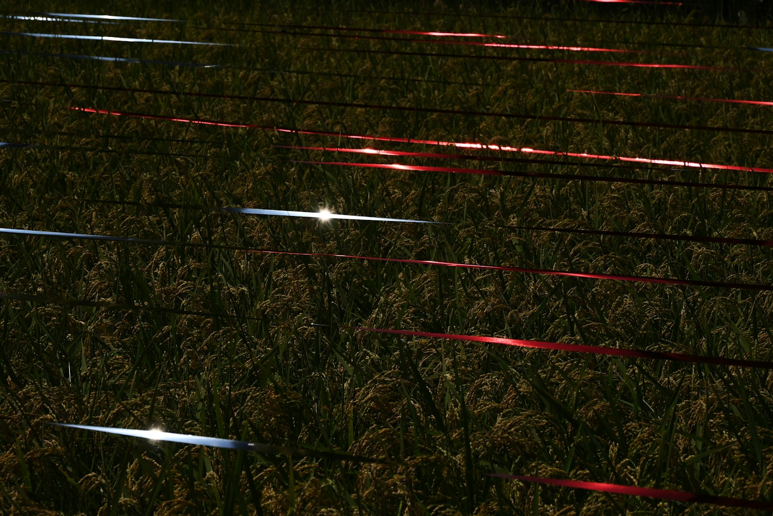 Crossing red and blue light beams in a nighttime landscape