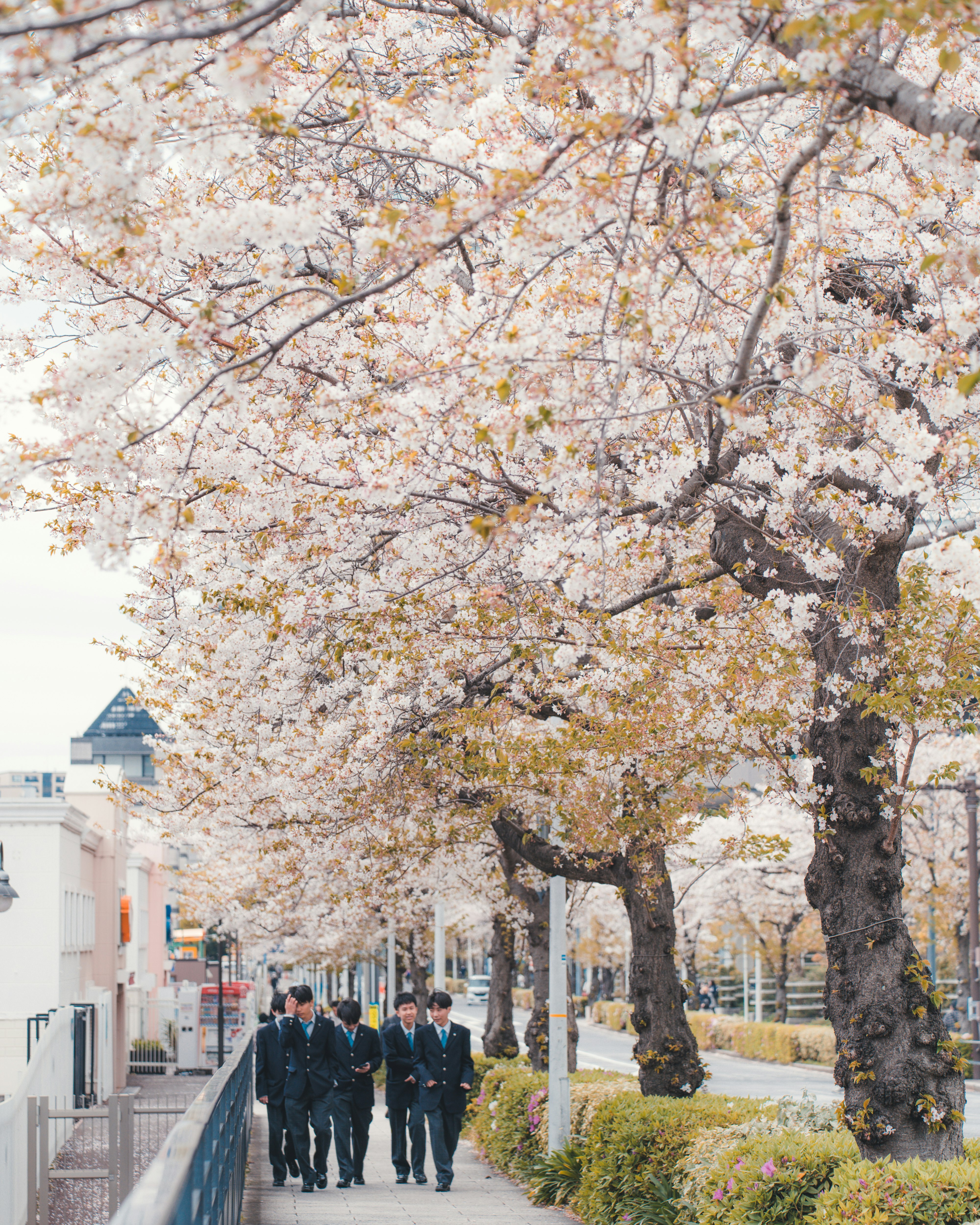桜並木の下を歩く学生たちの通学路
