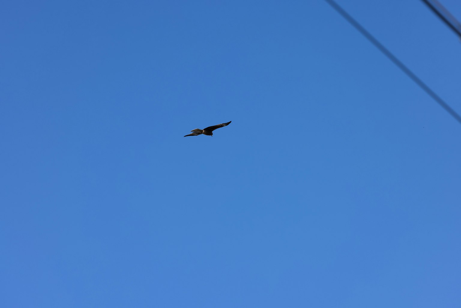 Ein Vogel fliegt vor einem klaren blauen Himmel