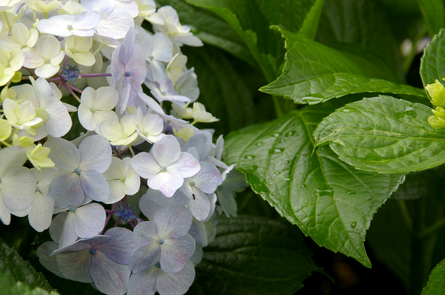 Nahaufnahme von blassen lila Blumen und grünen Blättern