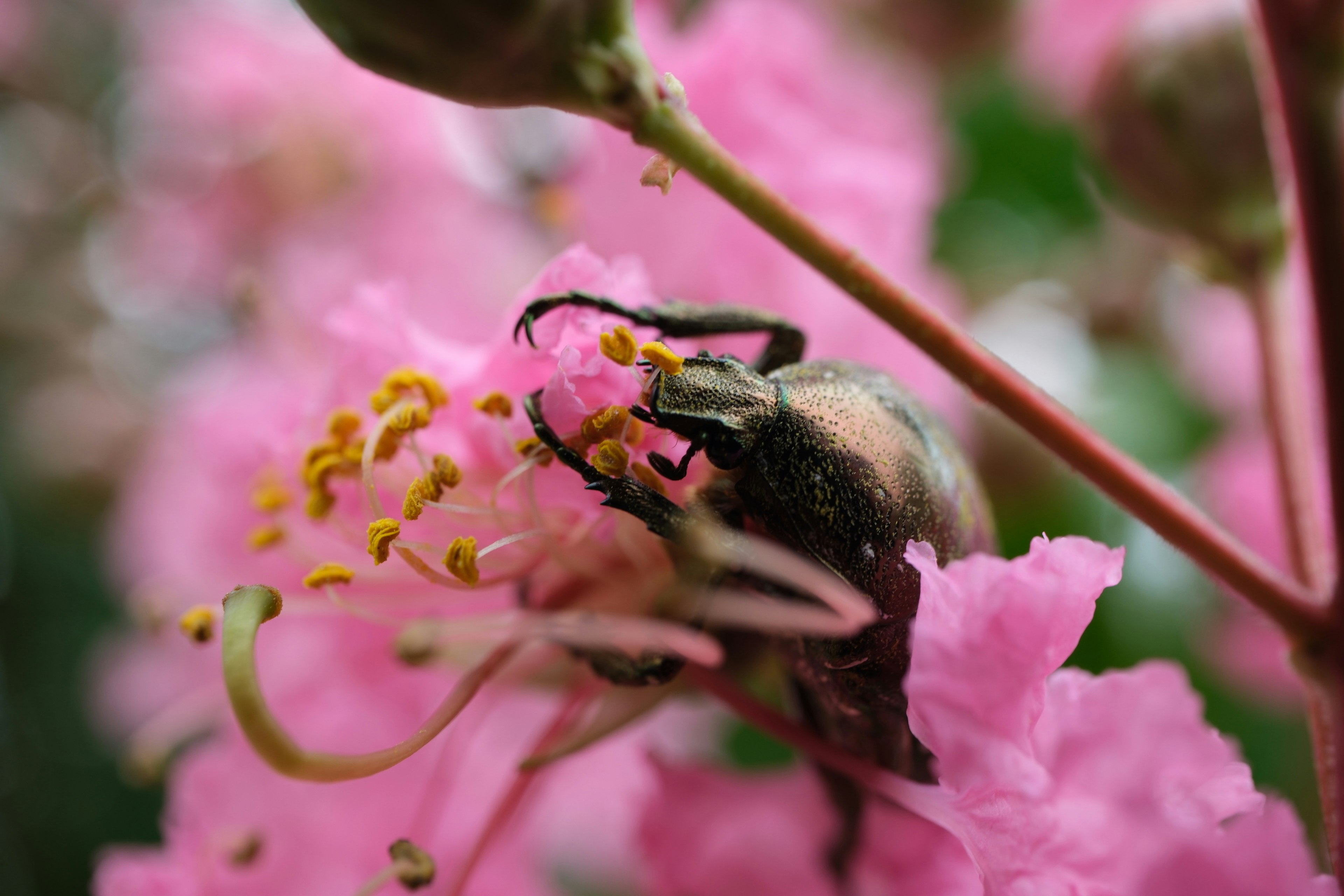 ピンクの花に止まるシロテンハナムグリのマクロ画像