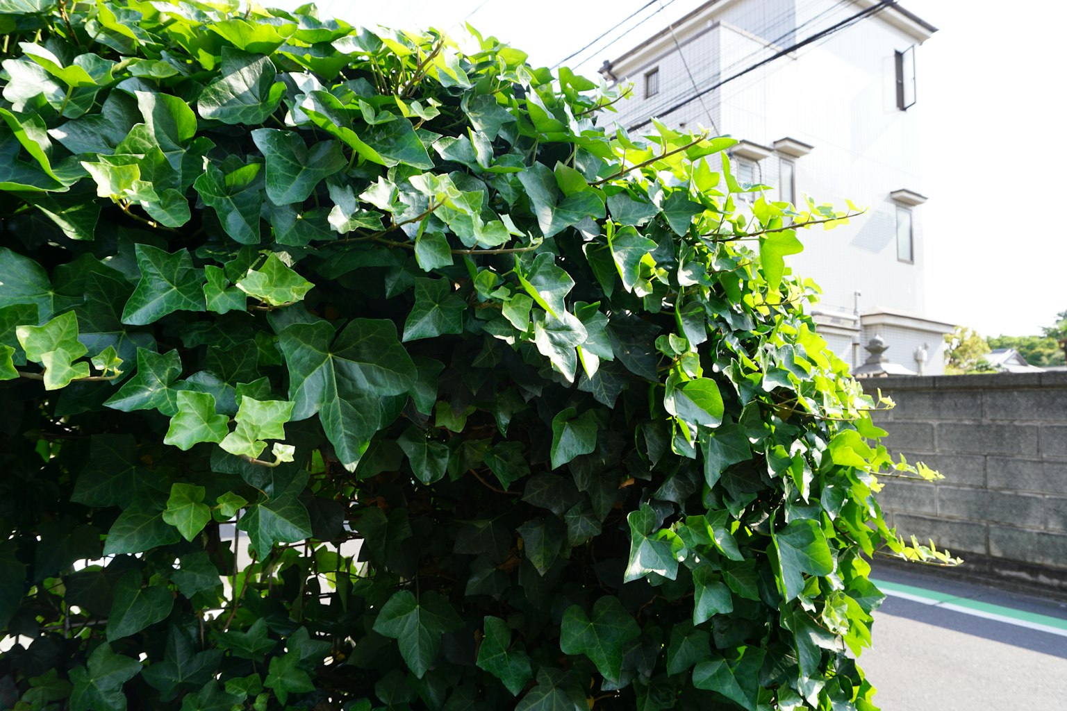 Foglia di edera verde lussureggiante su una siepe con un edificio bianco sullo sfondo