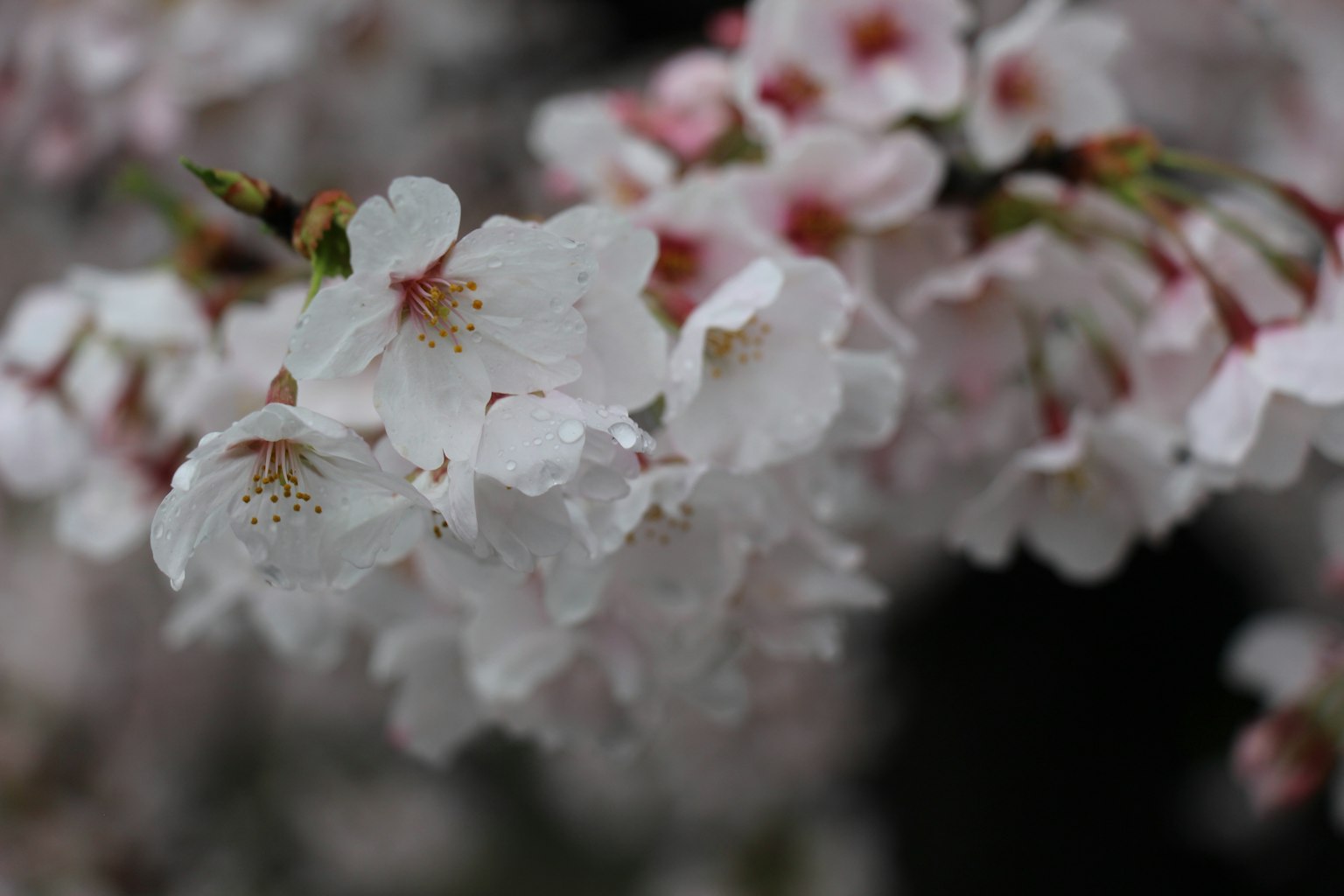 Nahaufnahme von blühenden Kirschblüten
