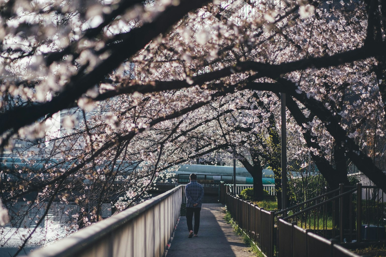 櫻花樹下行走的人們的場景