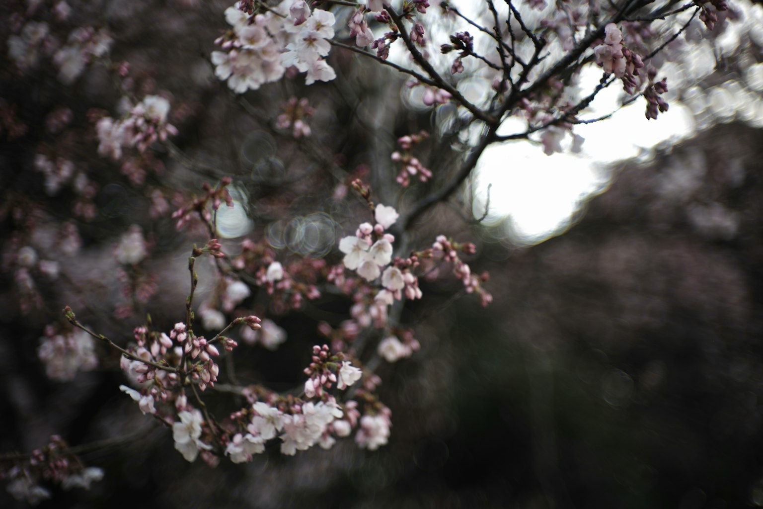 Close-up of cherry blossom branches in bloom