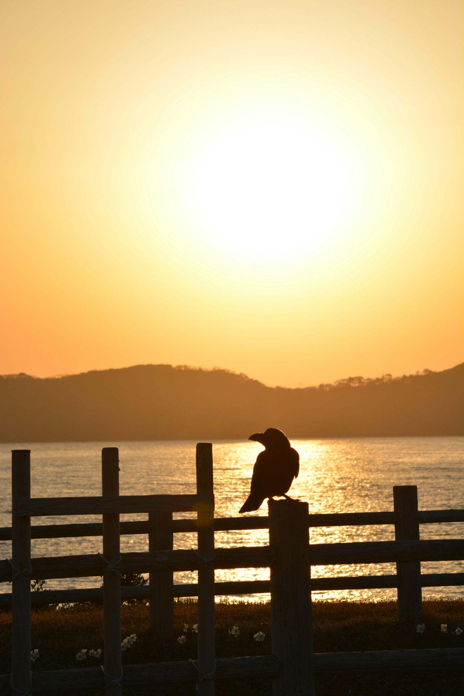 Silhouette d'un oiseau sur une clôture avec un coucher de soleil et un arrière-plan aquatique