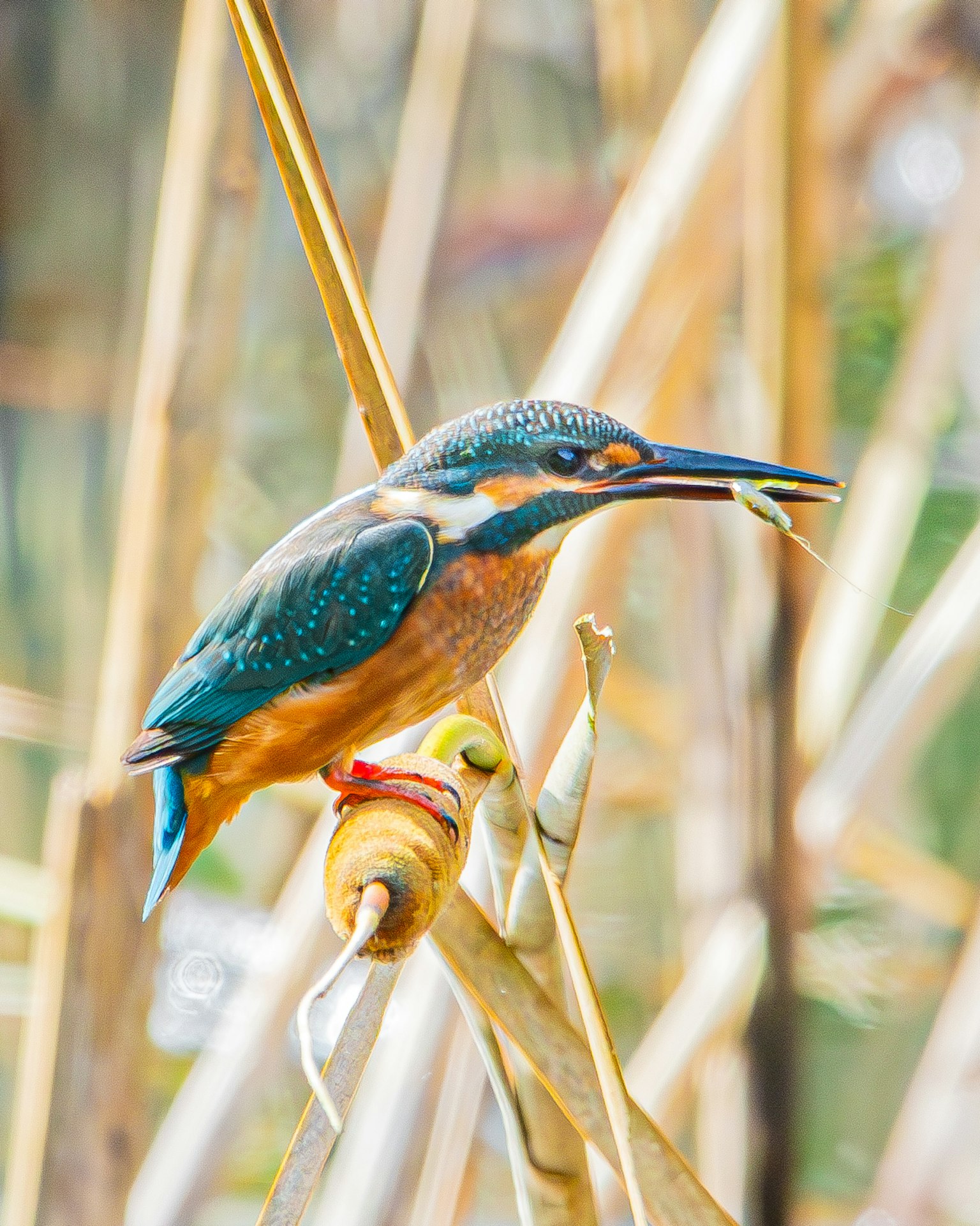 Eisvogel hält Beute mit lebhaften Federn und Pflanzen im Hintergrund