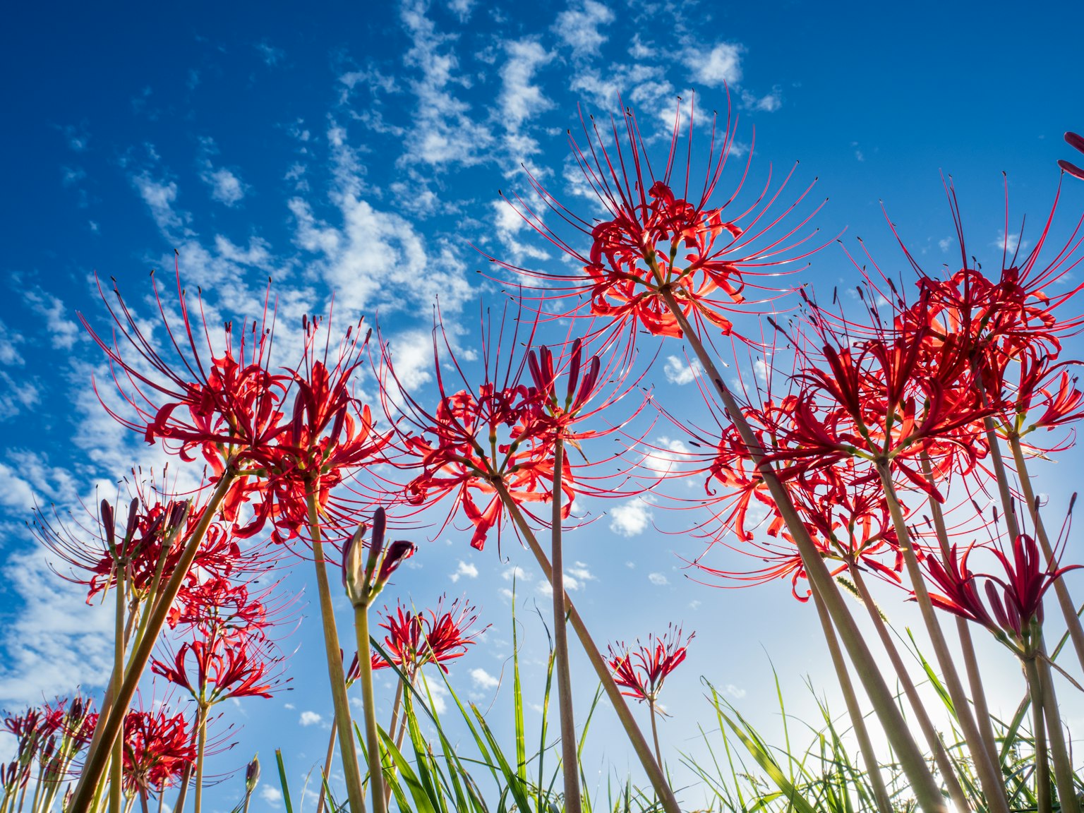 Sekelompok bunga lily laba-laba merah mekar di bawah langit biru
