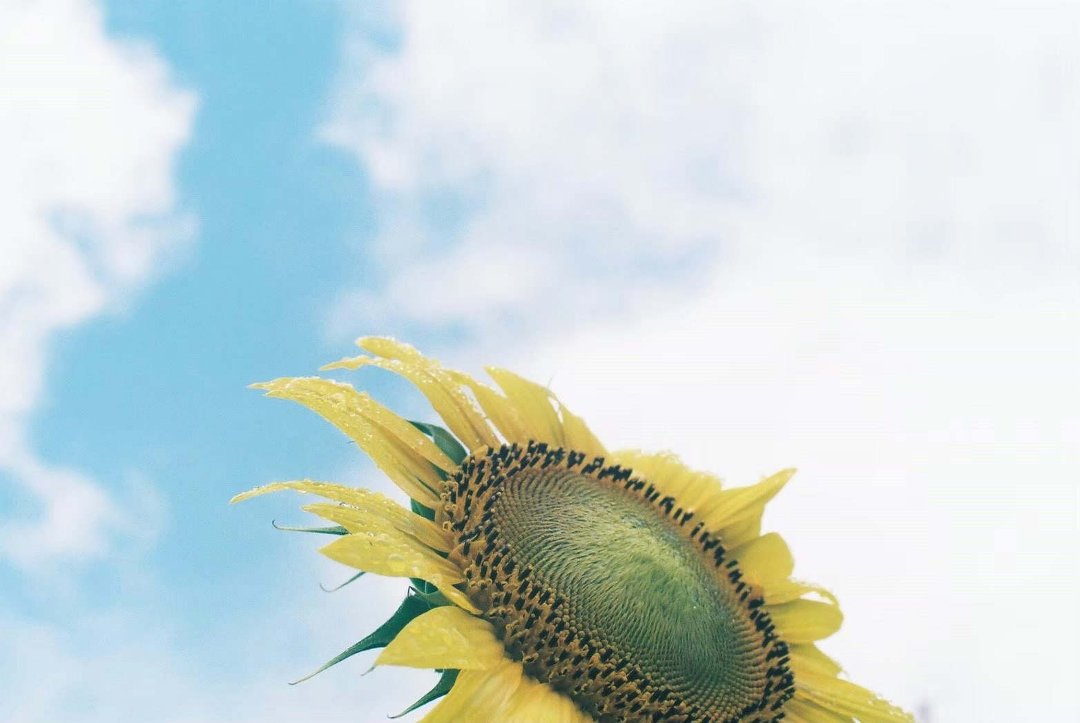 tournesol en fleur face à un ciel bleu