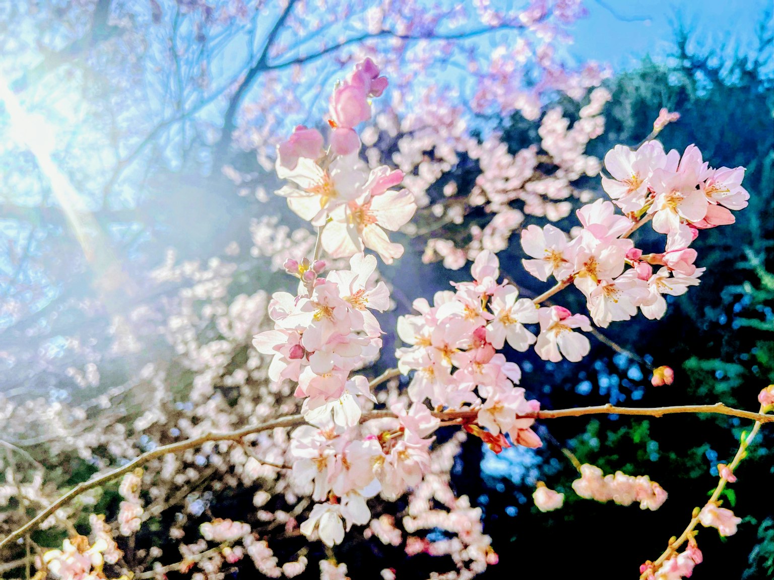 ทิวทัศน์ที่สวยงามพร้อมดอกซากุระที่บาน