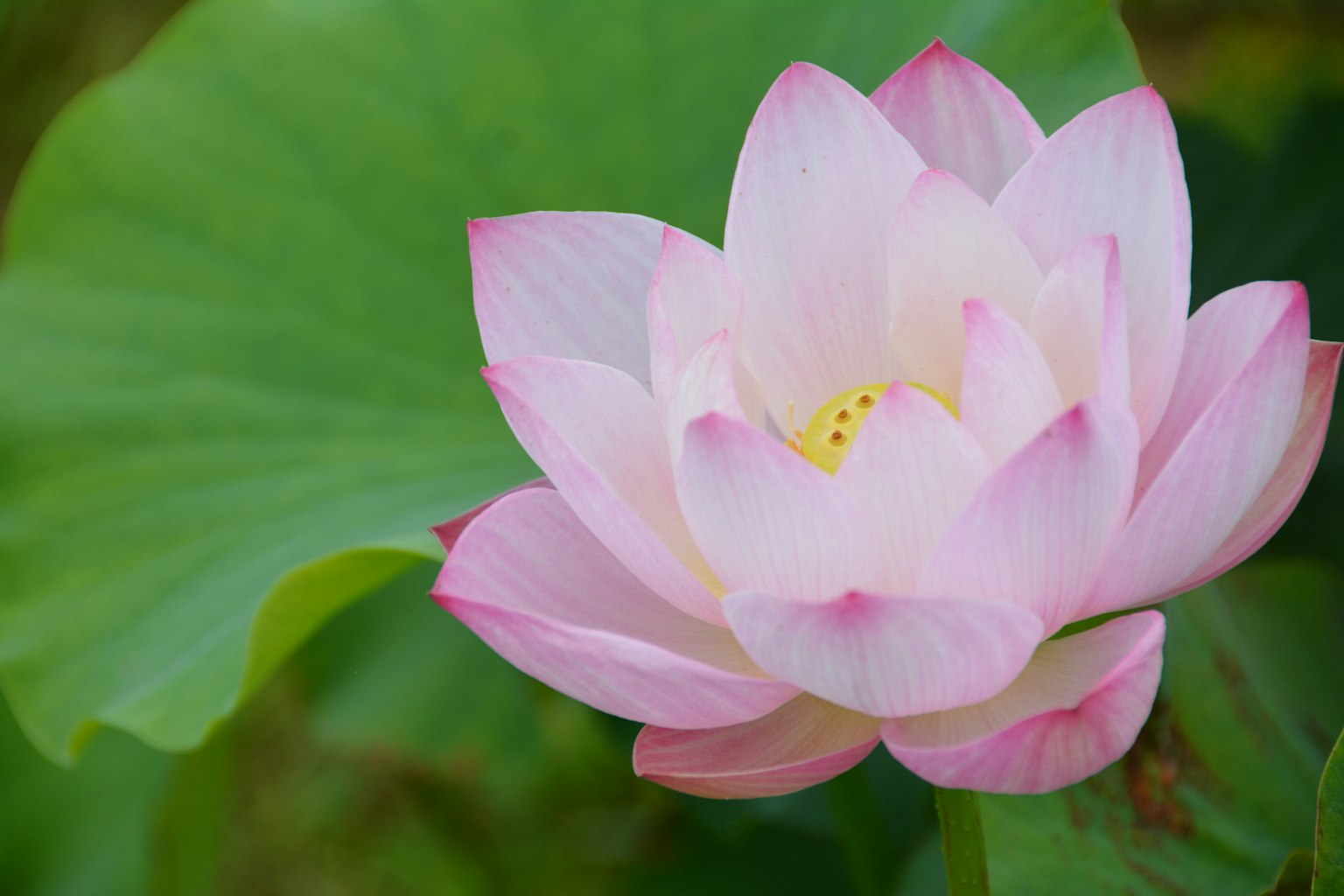Eine schöne Lotusblume, die auf einem grünen Blatt blüht