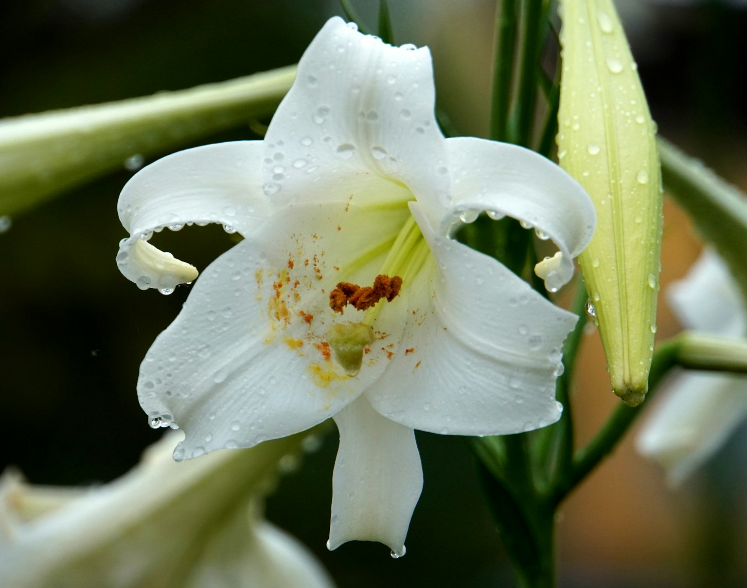 Cận cảnh hoa lily trắng với giọt nước