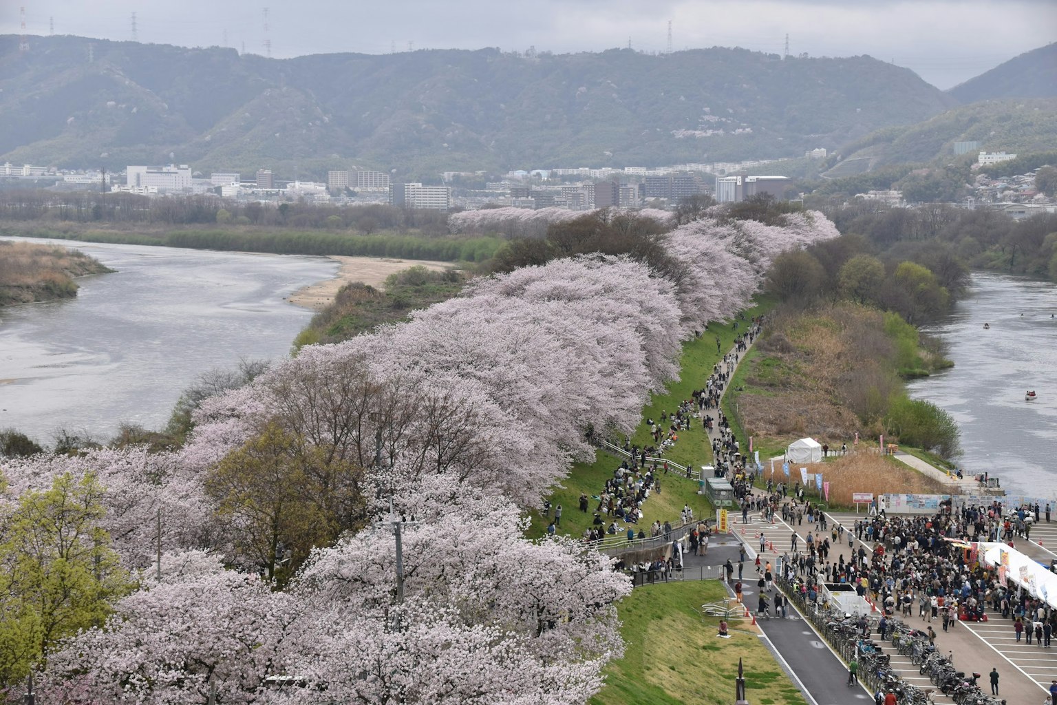 Vista escénica de cerezos en flor a lo largo de un río con multitudes de personas