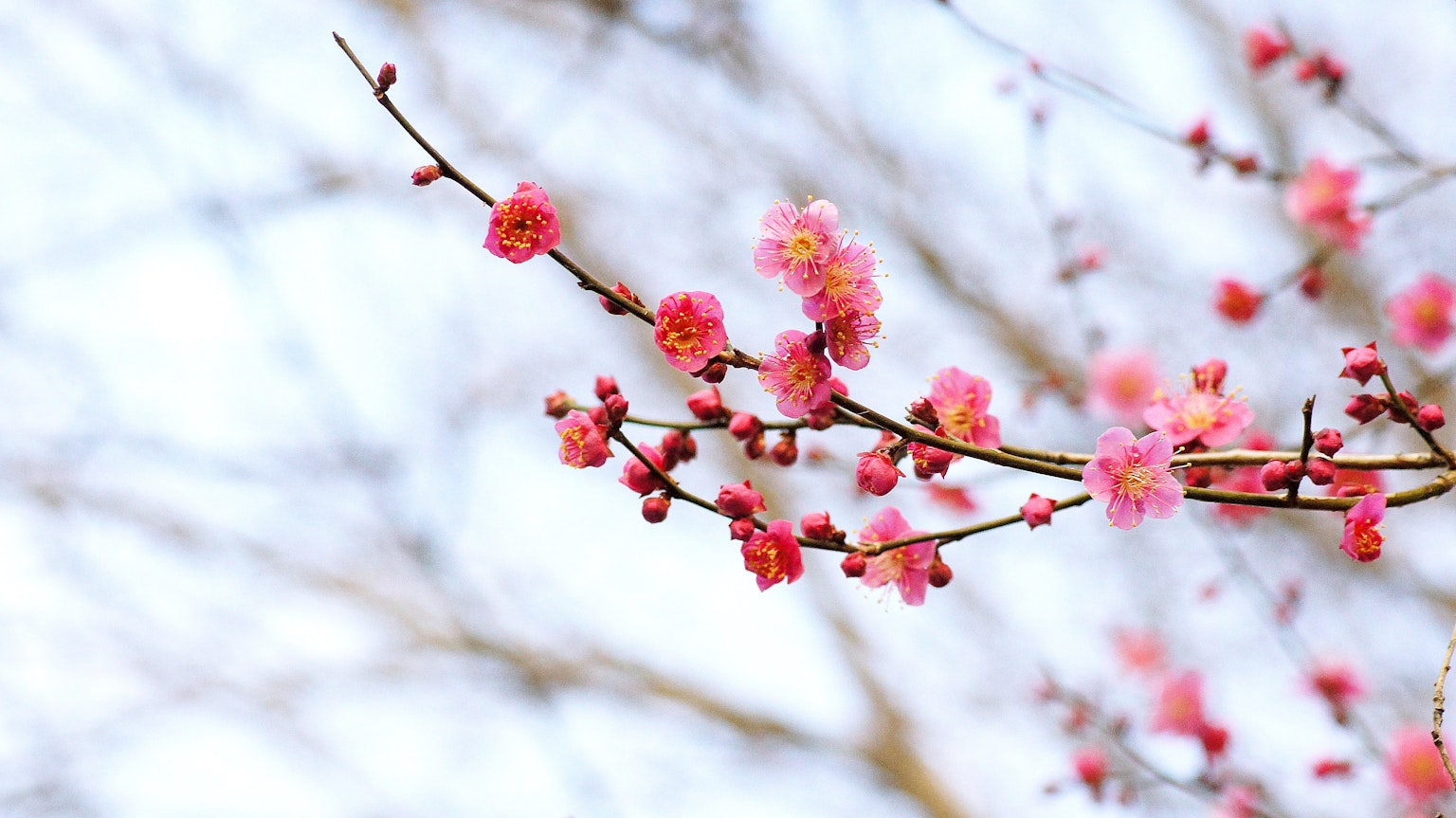 Close-up cabang bunga sakura dengan bunga pink di latar belakang lembut