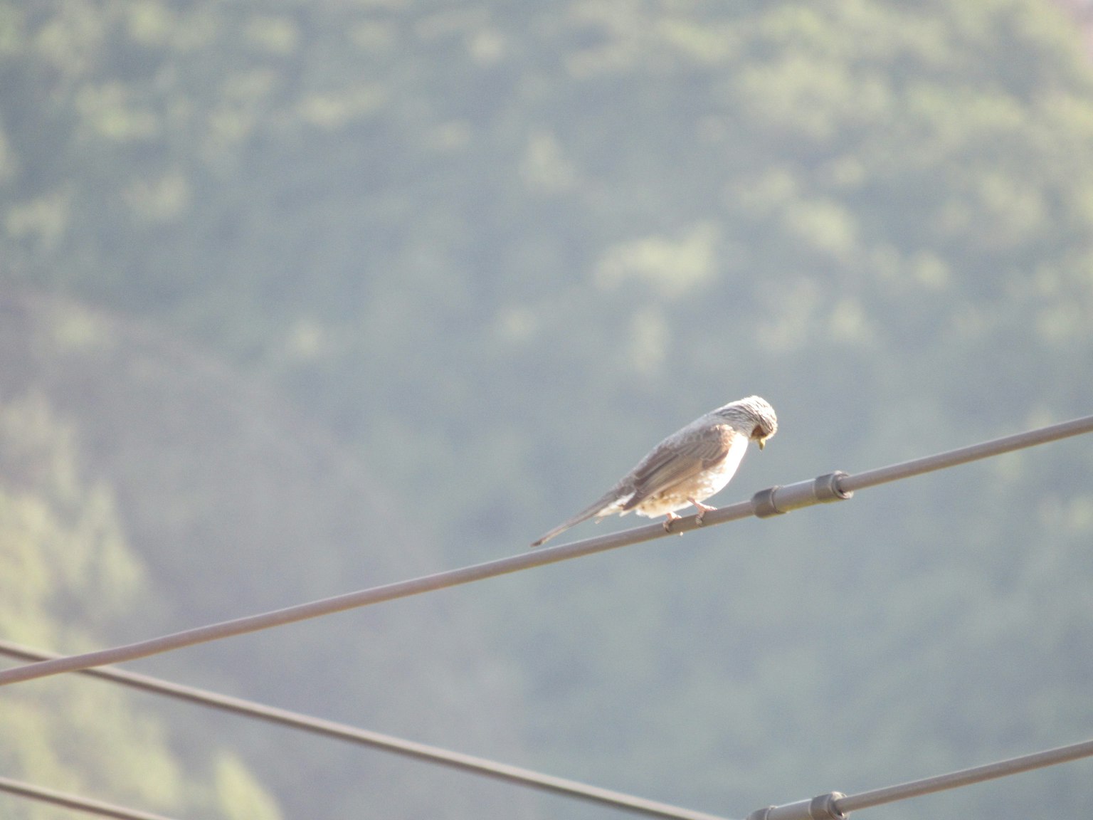 A bird perched on a power line with green mountains in the background
