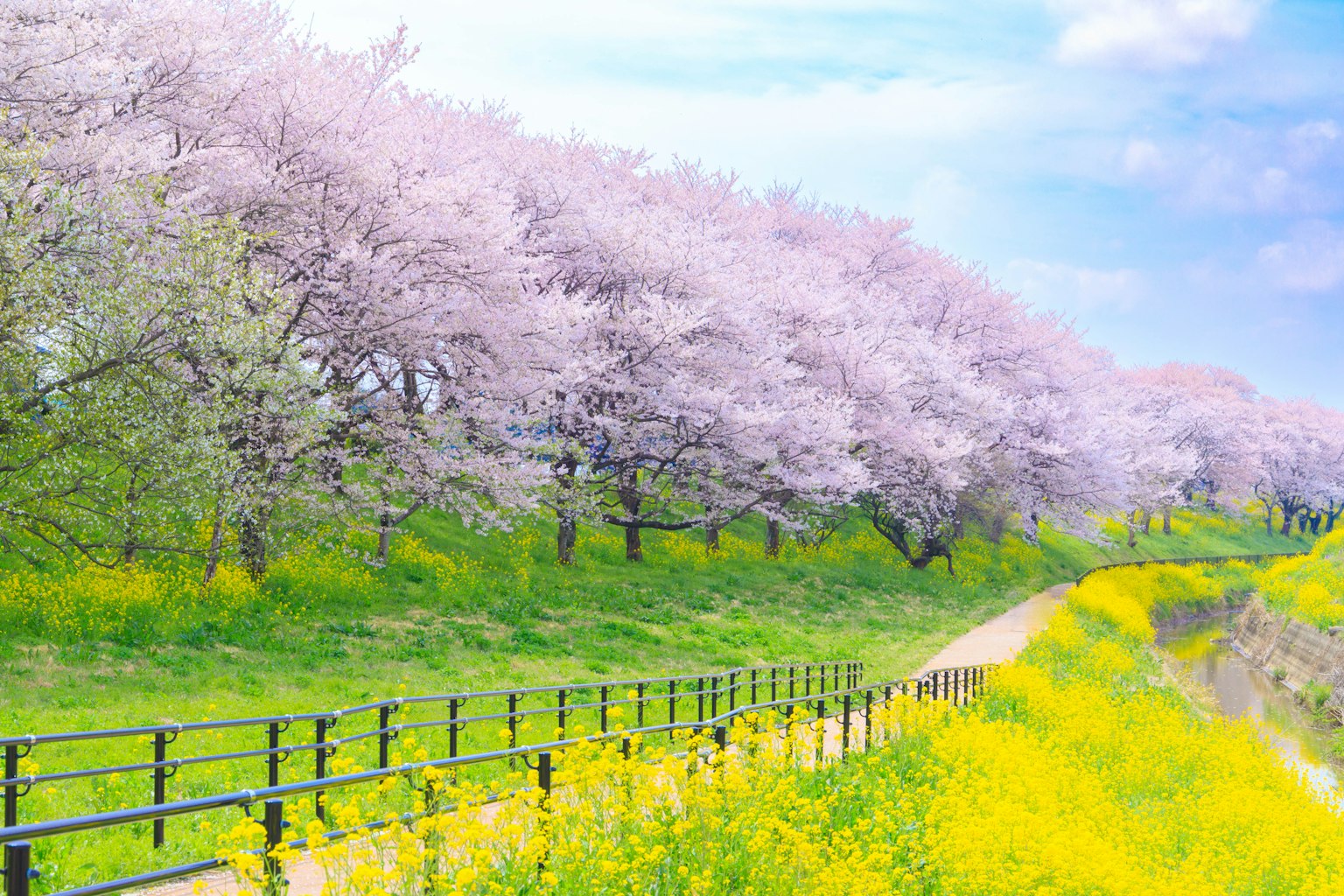 วิวทิวทัศน์ที่สวยงามมีต้นซากุระบานสะพรั่งหญ้าสีเขียวและดอกไม้สีเหลืองตามทาง