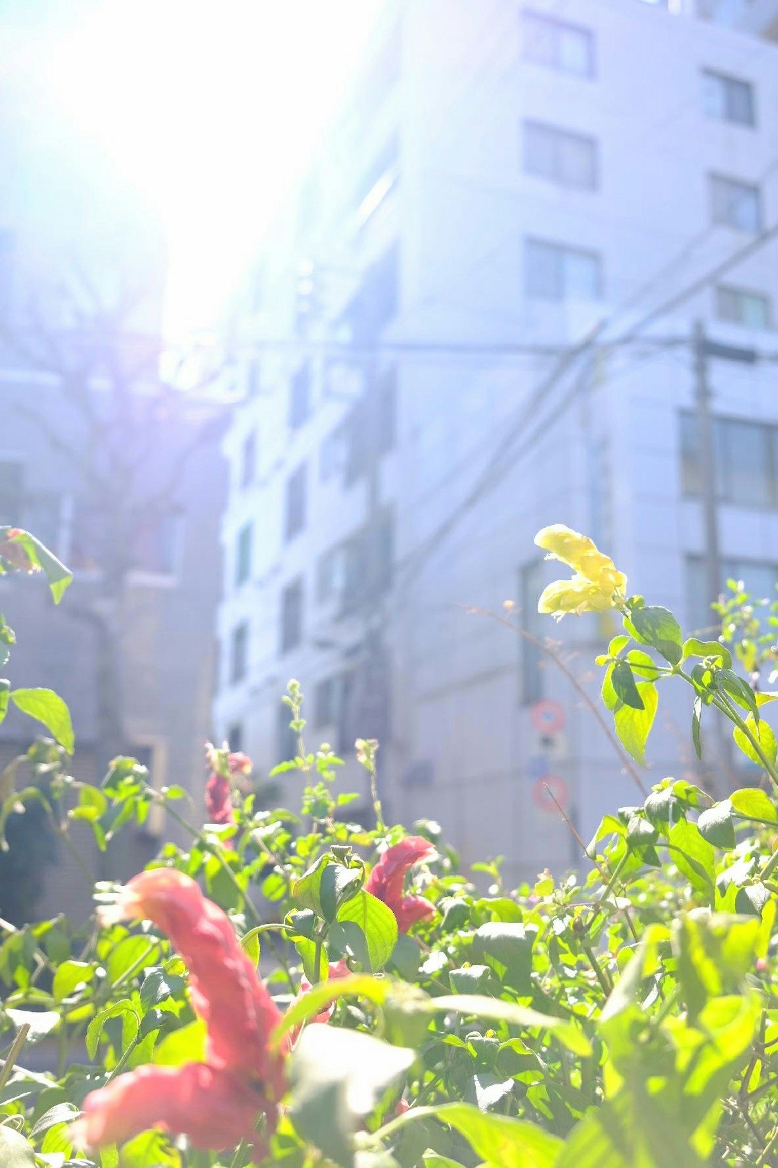 城市景观，明亮阳光下的鲜艳红花和绿植