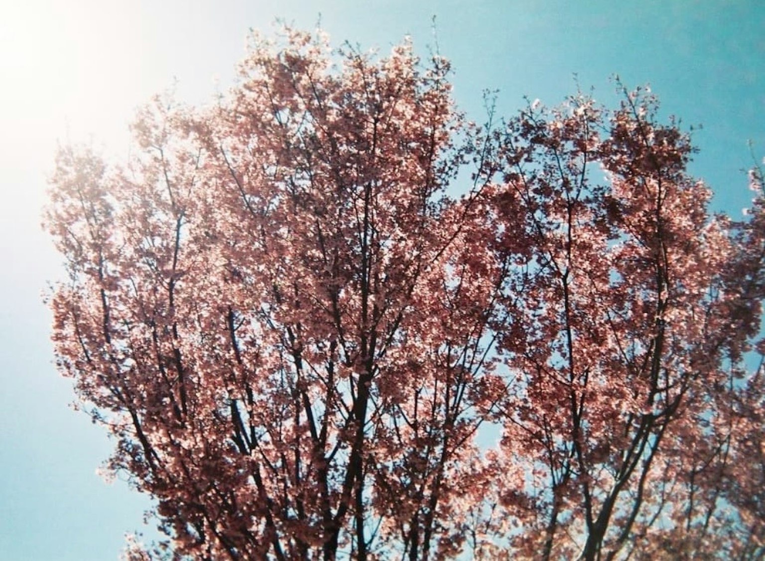 Albero di ciliegio con fiori rosa contro un cielo blu