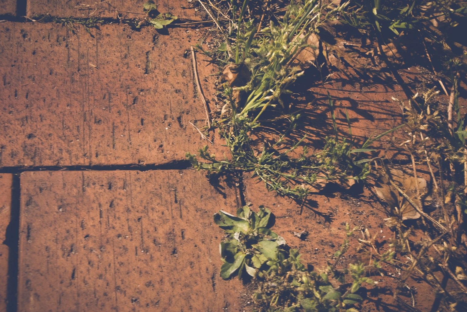 Plance di legno con erba verde che cresce tra di esse