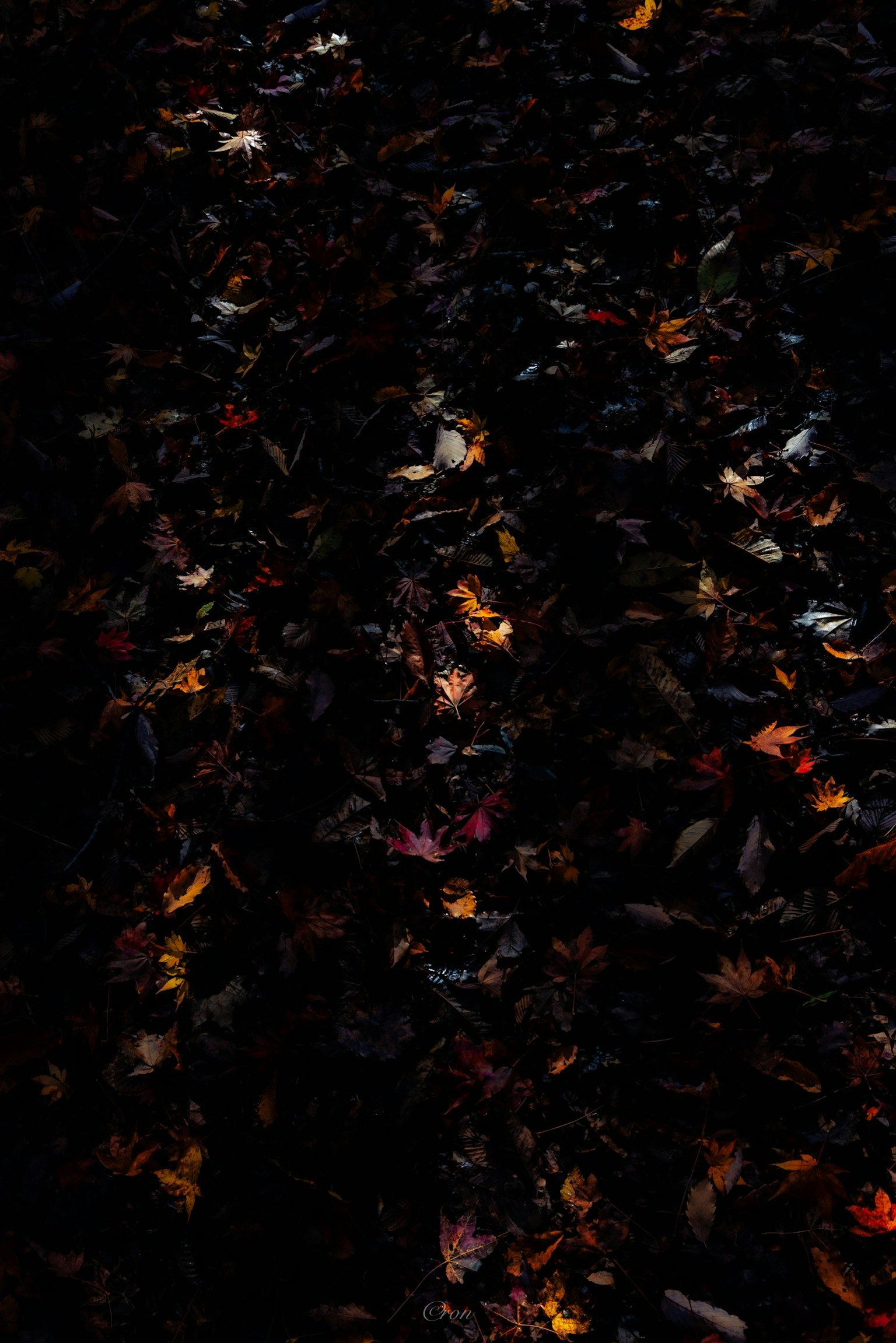Foglie colorate cadute sparse su uno sfondo scuro