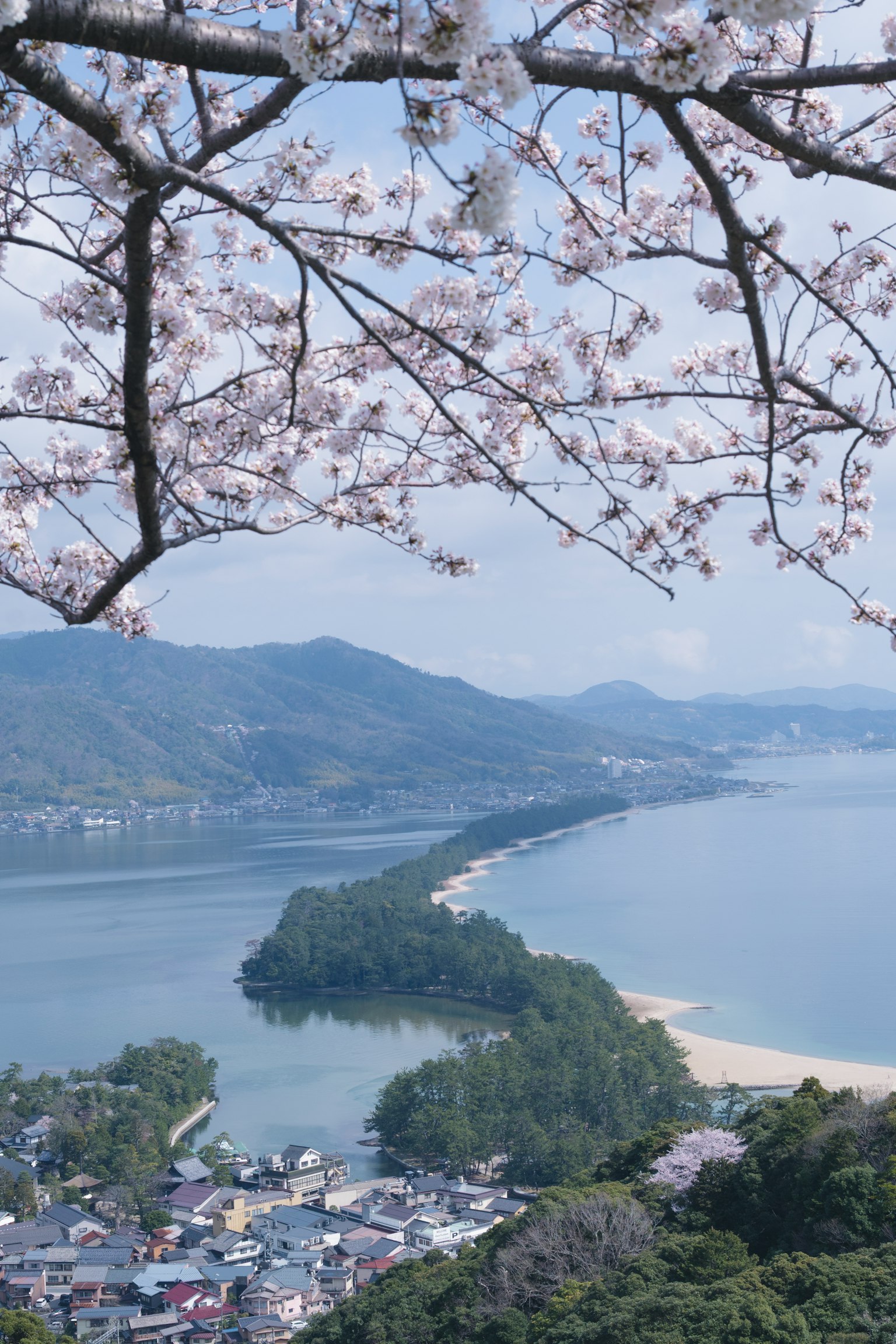 Vista escénica de la costa y montañas enmarcada por ramas de cerezo en flor