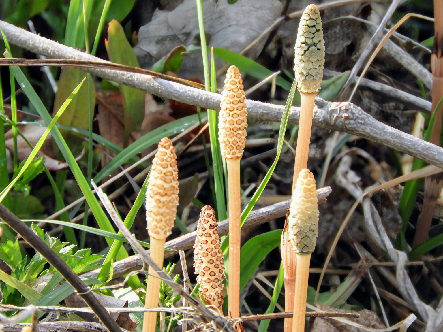 กลุ่มพืช horsetail ที่เติบโตในพื้นที่ชื้น