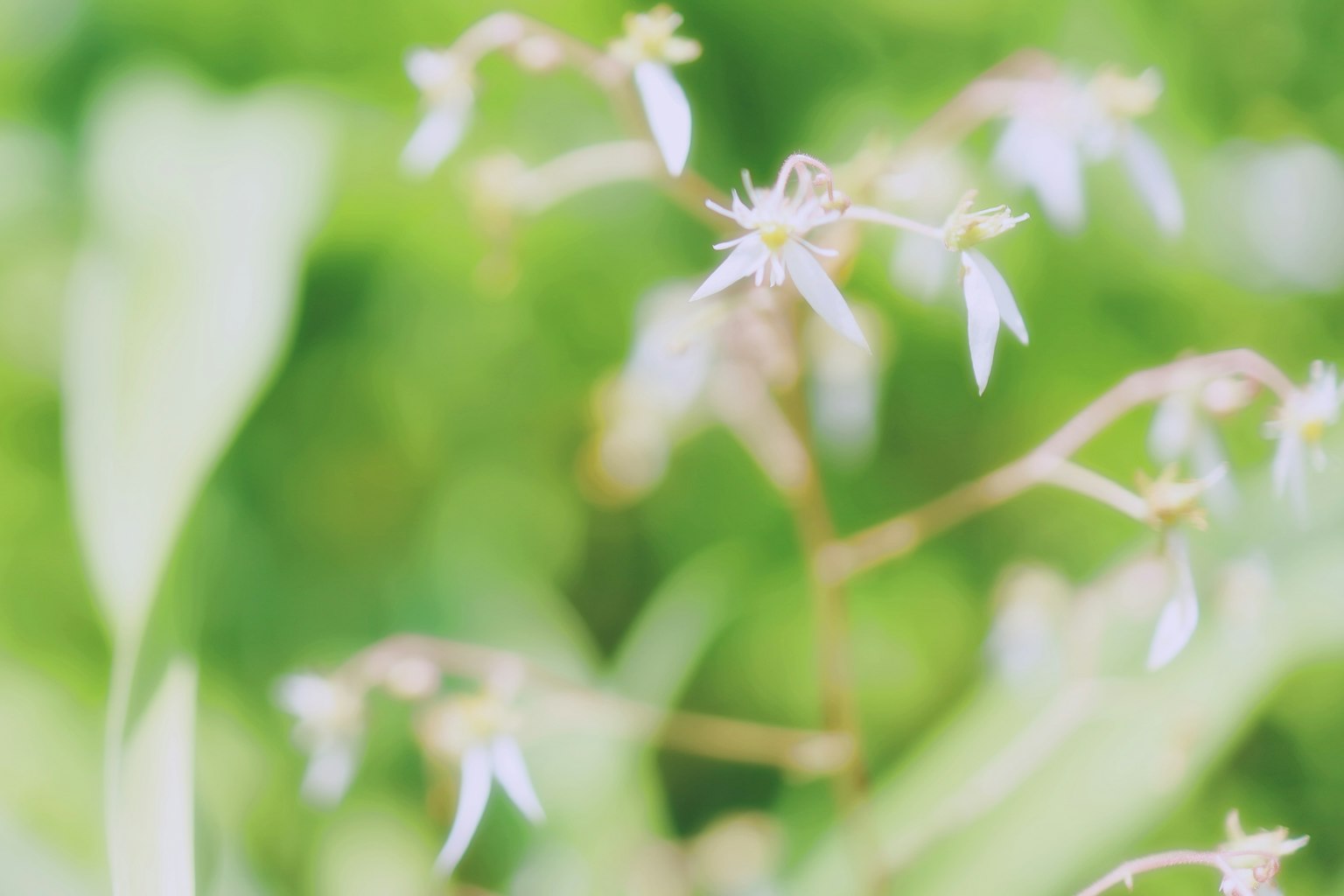 Foto di piccoli fiori bianchi su uno sfondo verde tenue
