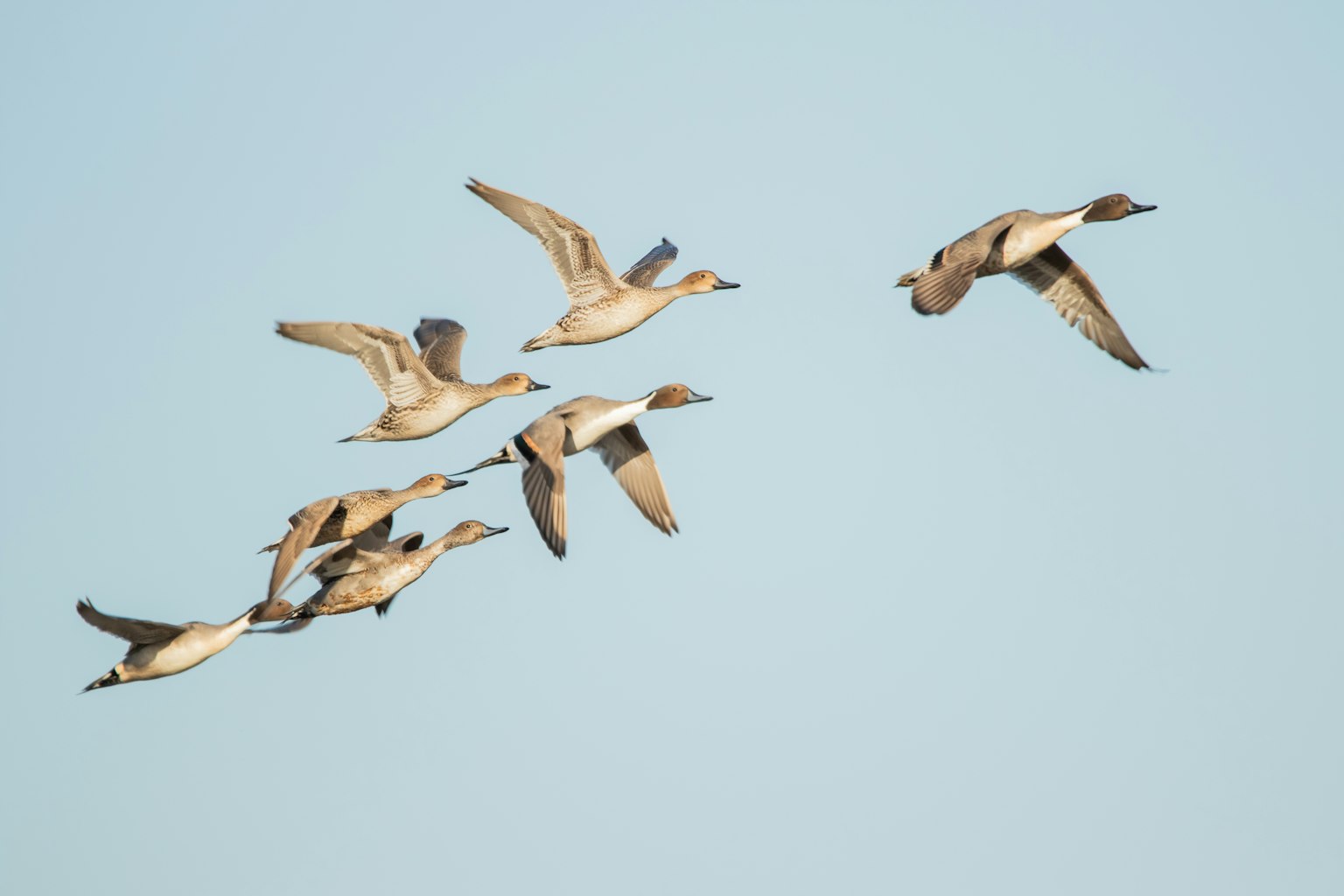 Un grupo de patos volando contra un cielo azul