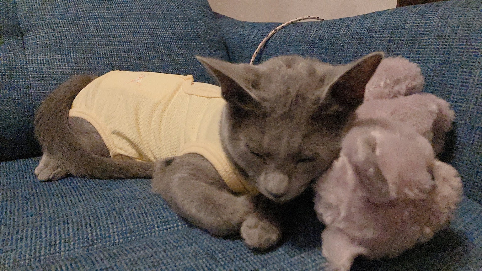 Gatto grigio con un vestito giallo che dorme accanto a un peluche