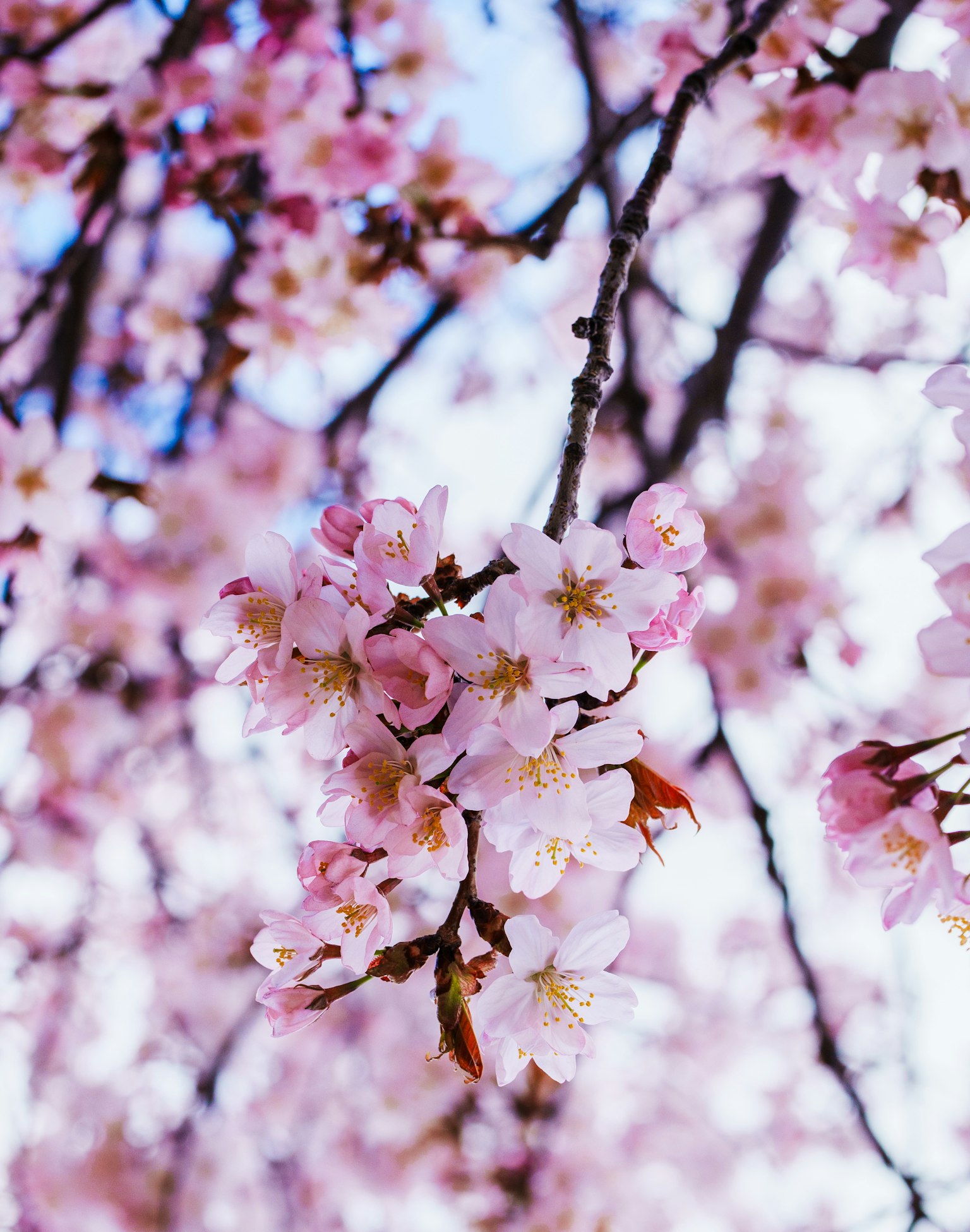 Kedekatan cabang bunga sakura dengan bunga merah muda