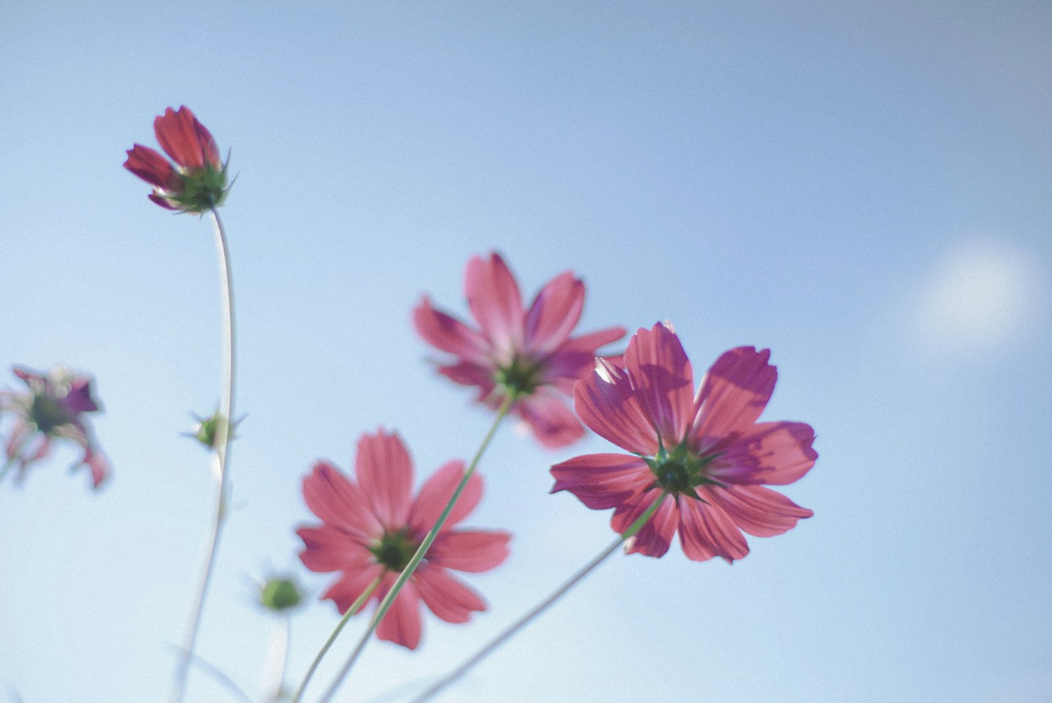 Primo piano di fiori rosa contro un cielo blu