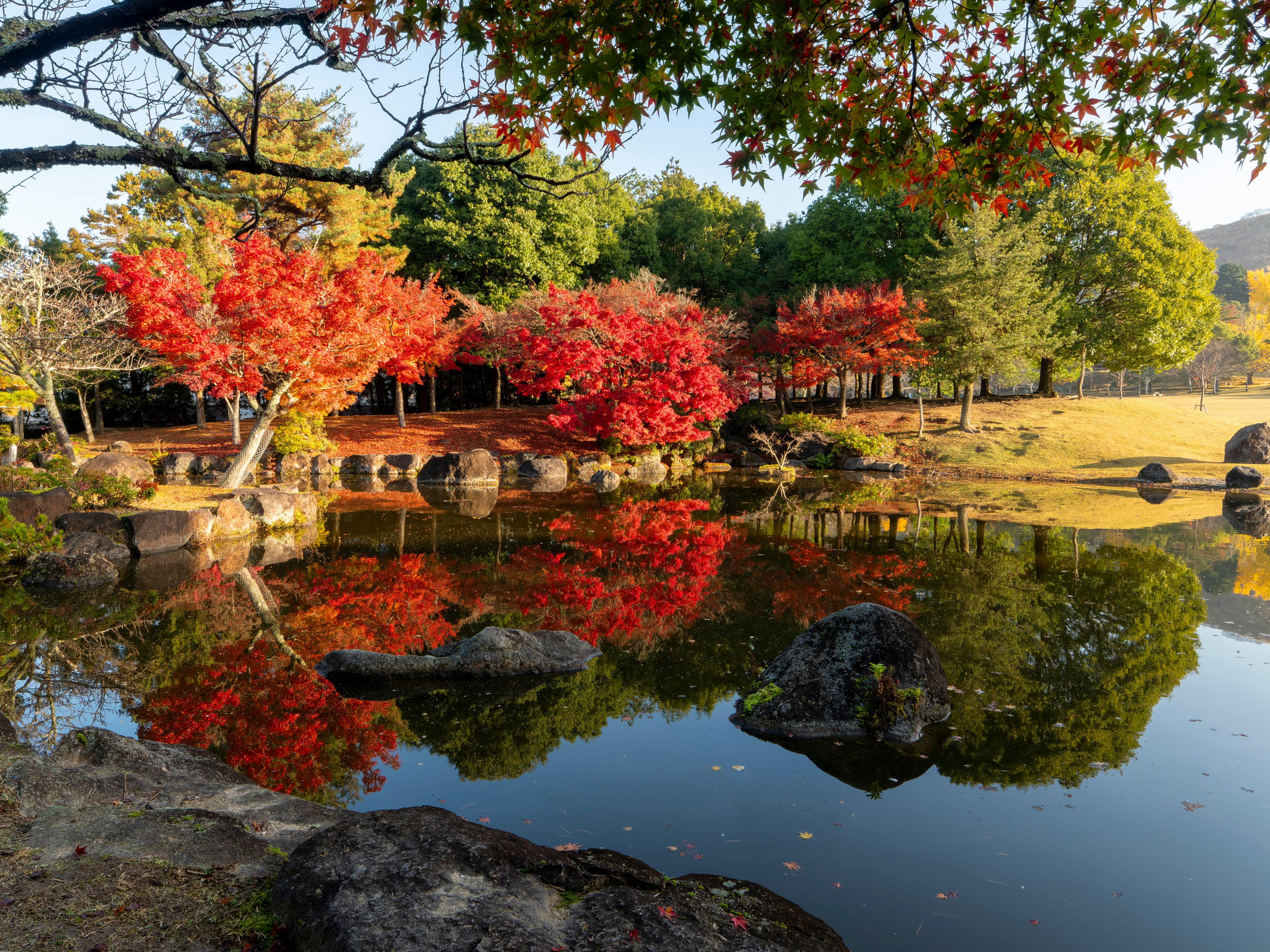 秋の奈良公園春日野園地の紅葉と池のリフレクション