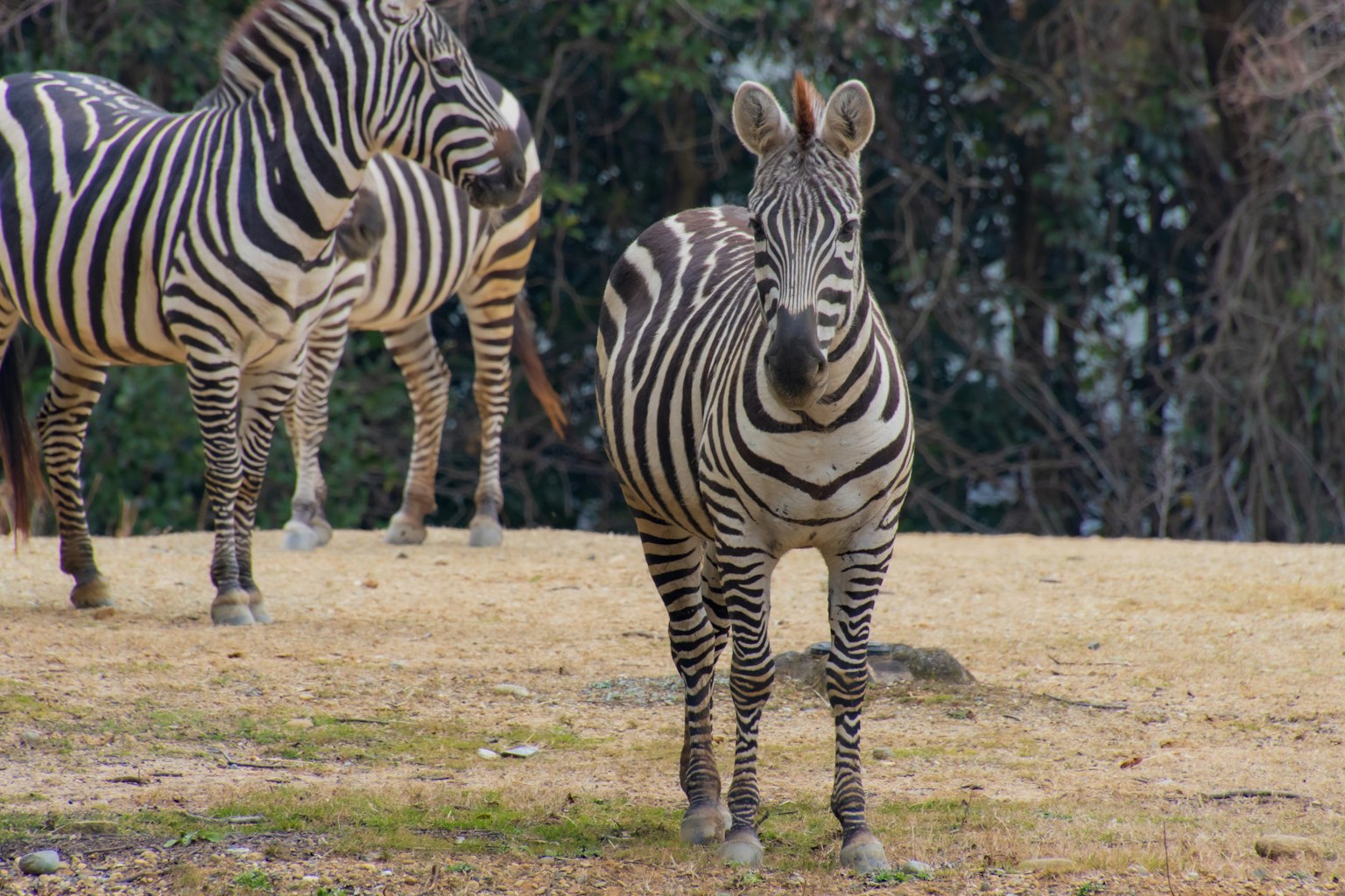Ein Zebra steht auf einem Feld zwischen anderen Zebras