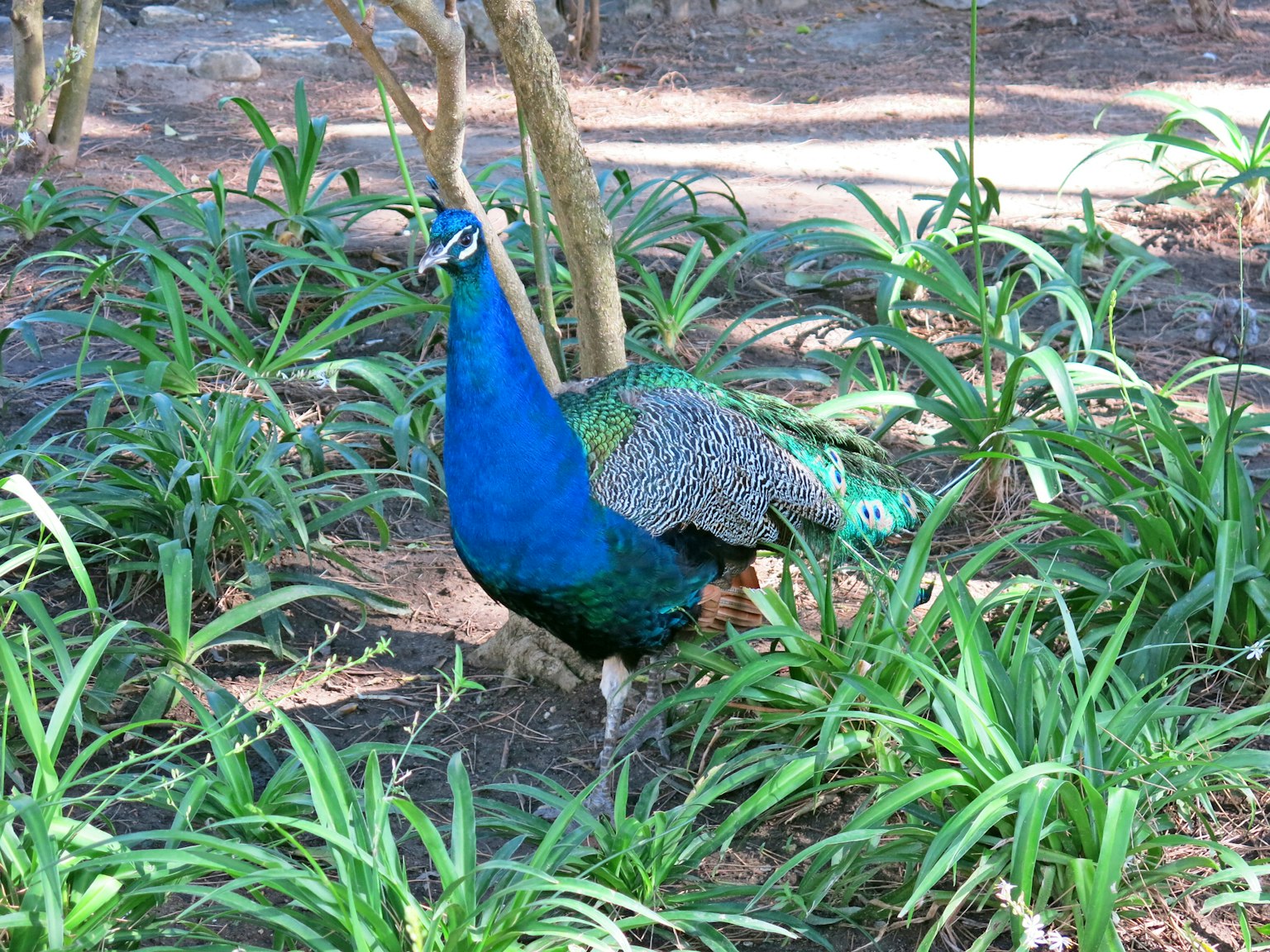 Un pavone blu che sta tra l'erba verde