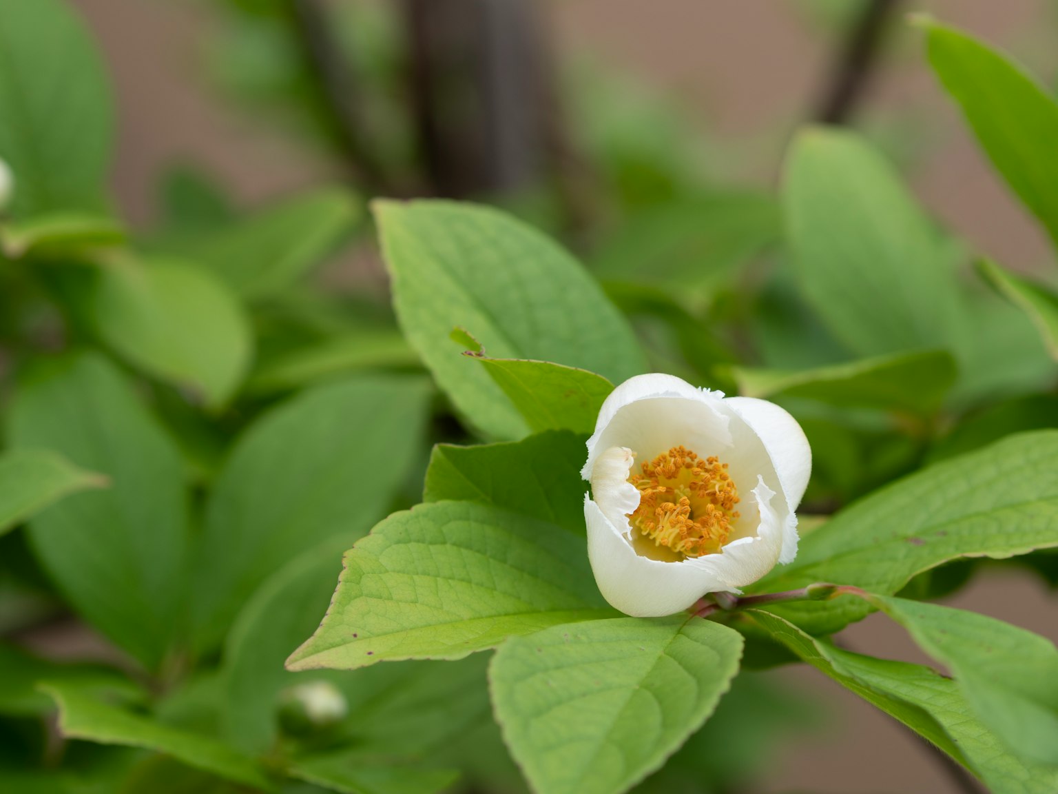 Gros plan d'une plante avec une fleur blanche et des feuilles vertes