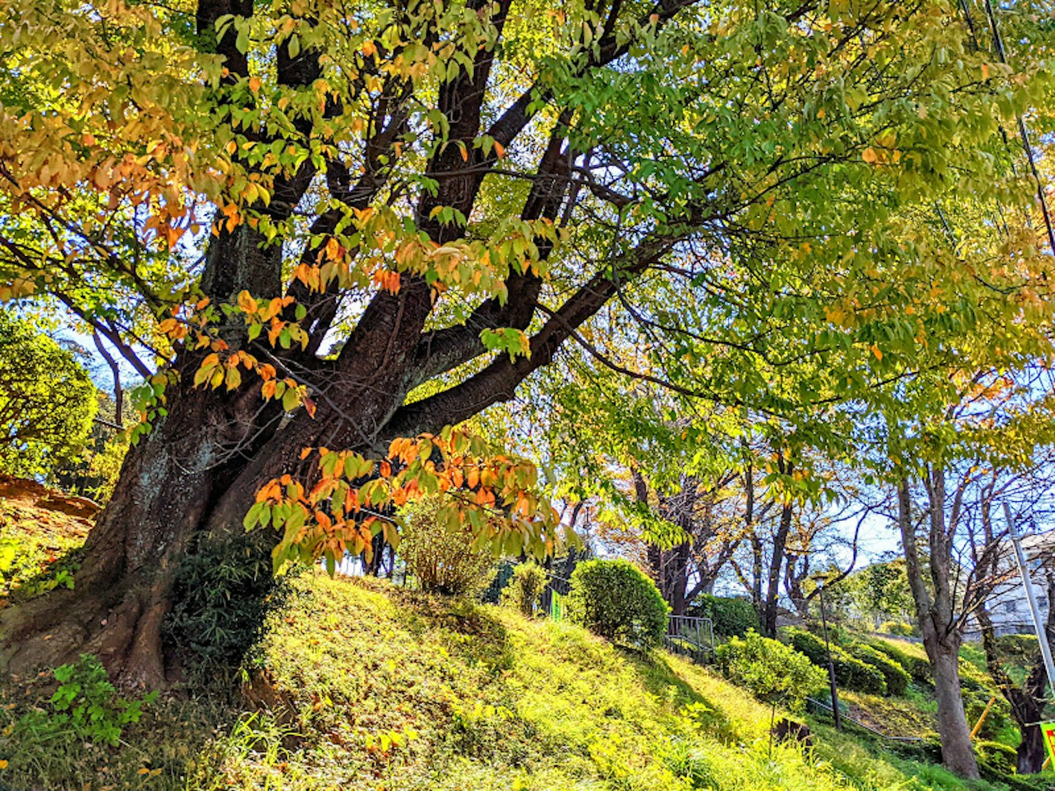 Grande albero con foglie autunnali e collina verde