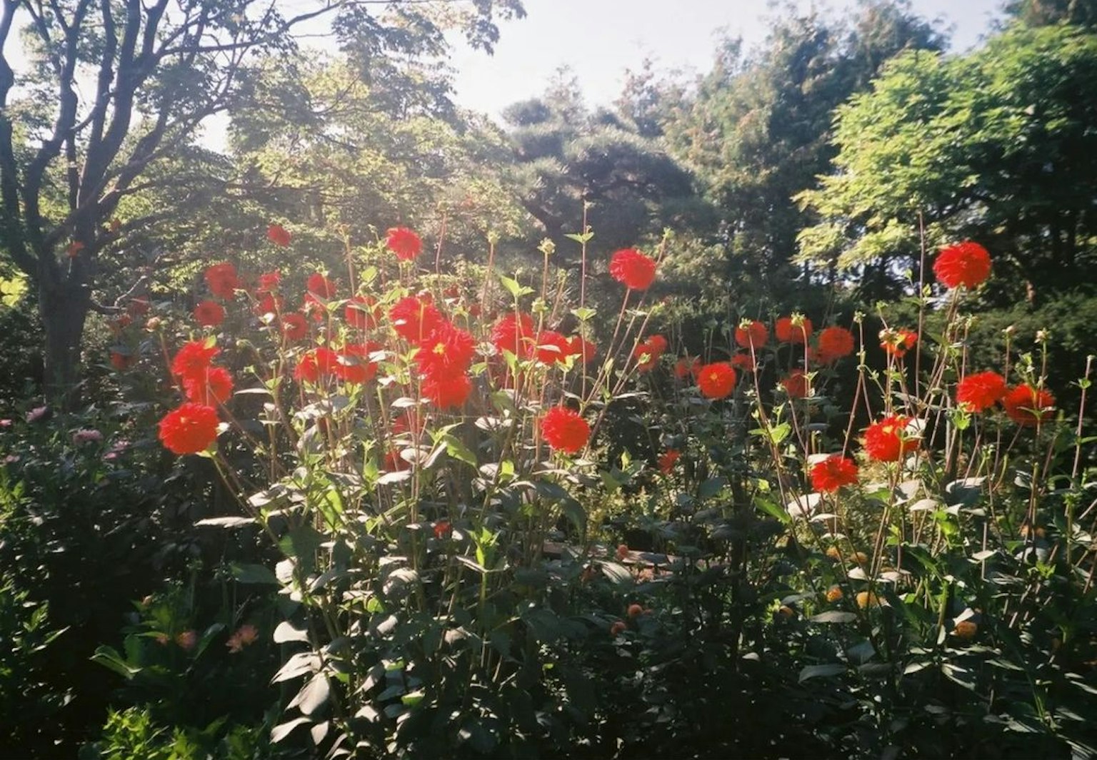 Une scène de jardin avec des fleurs rouges en fleurs