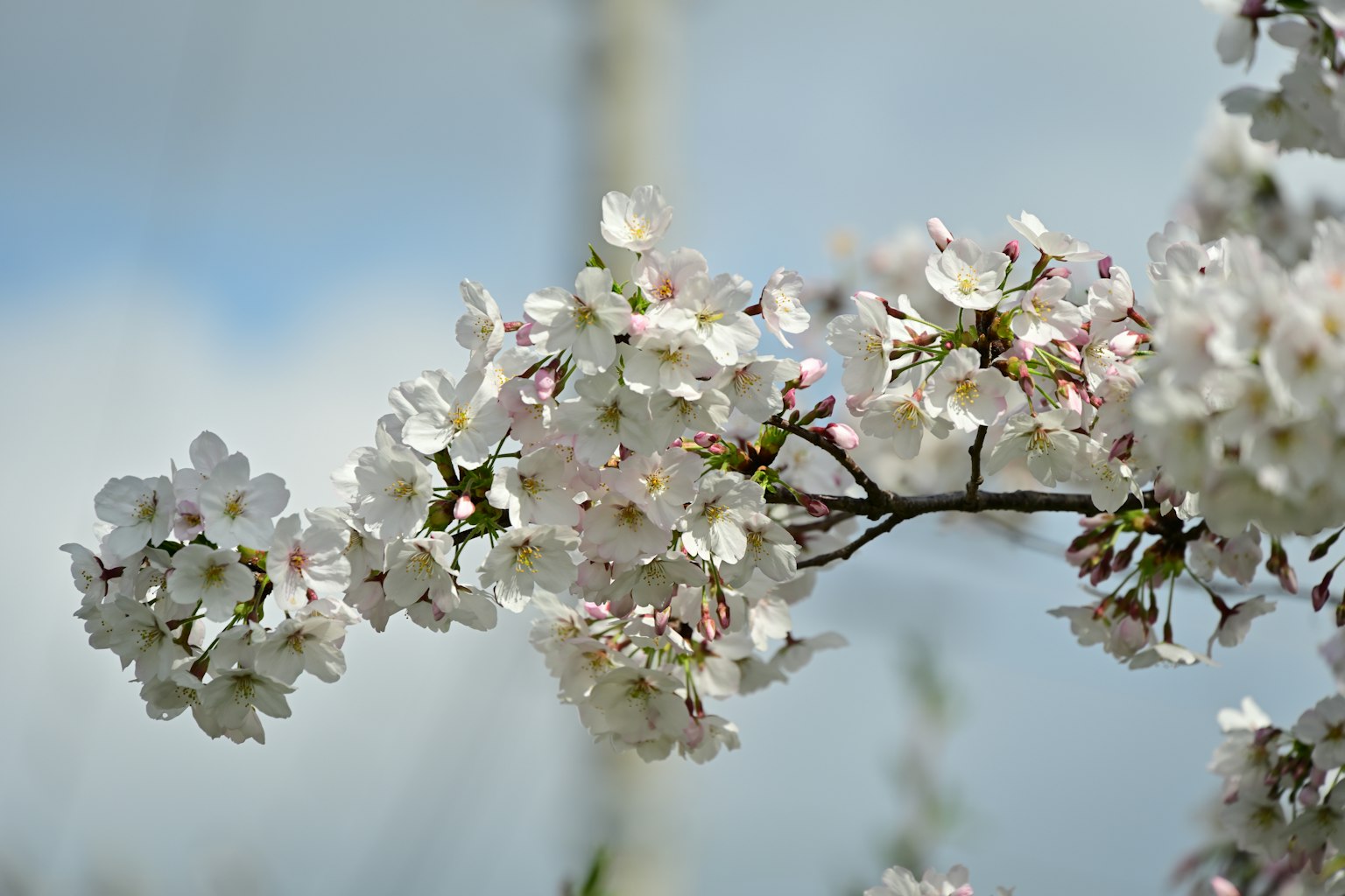 Gros plan de fleurs de cerisier sur une branche