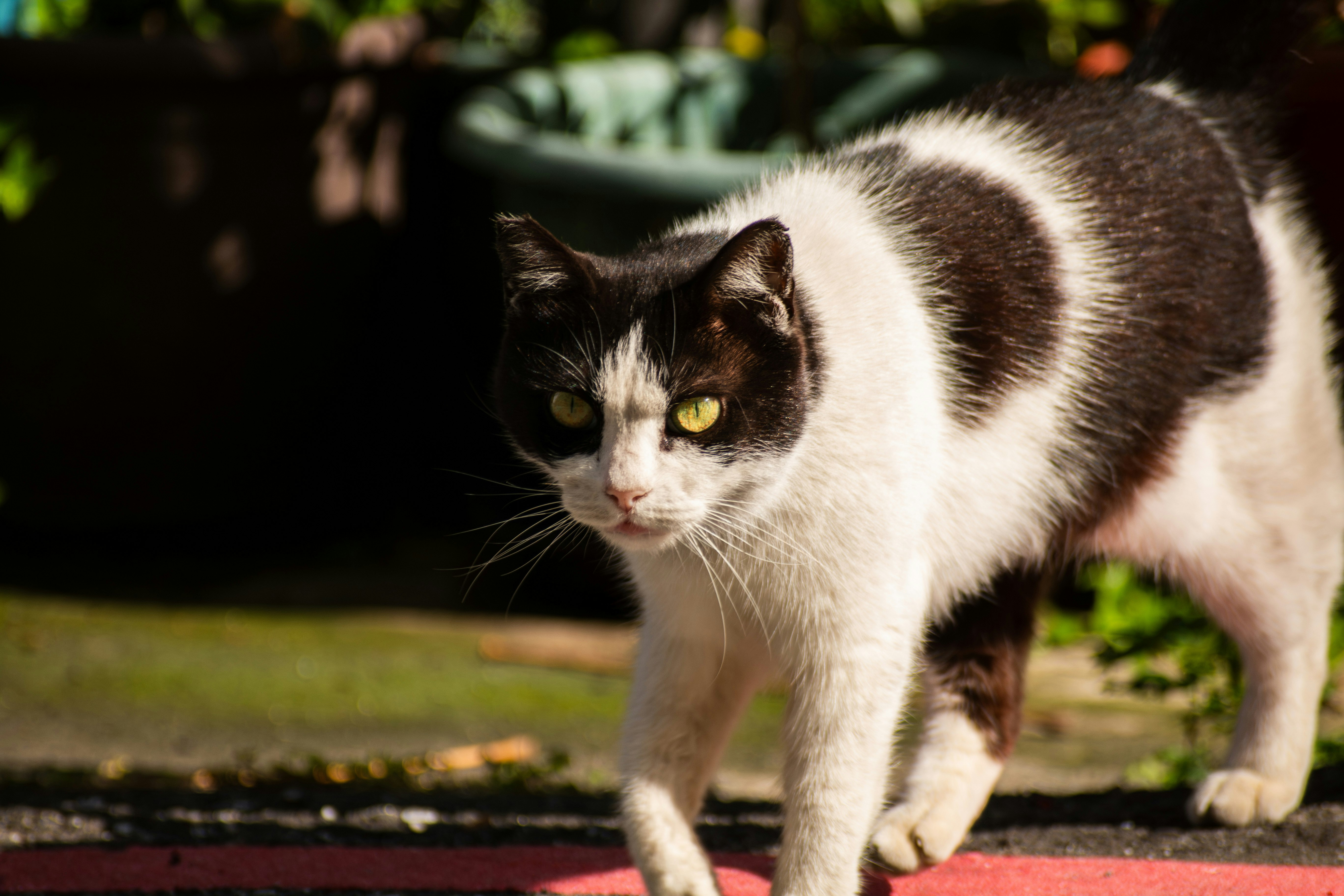 路地を歩く黒白の野良猫